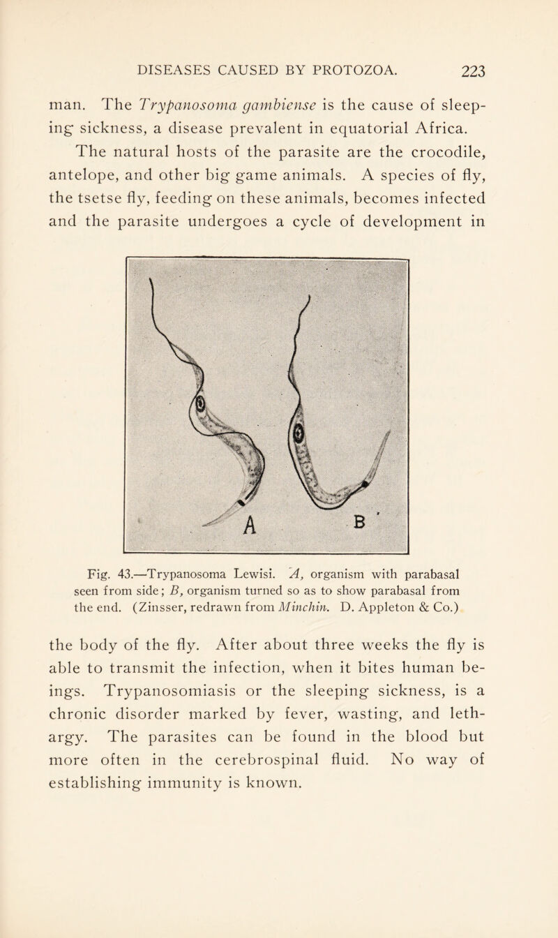 man. The Trypanosoma gambiense is the cause of sleep- ing sickness, a disease prevalent in equatorial Africa. The natural hosts of the parasite are the crocodile, antelope, and other big game animals. A species of fly, the tsetse fly, feeding on these animals, becomes infected and the parasite undergoes a cycle of development in Fig. 43.—Trypanosoma Lewisi. A, organism with parabasal seen from side; B, organism turned so as to show parabasal from the end. (Zinsser, redrawn from Minchin. D. Appleton & Co.) the body of the fly. After about three weeks the fly is able to transmit the infection, when it bites human be- ings. Trypanosomiasis or the sleeping sickness, is a chronic disorder marked by fever, wasting, and leth- argy. The parasites can be found in the blood but more often in the cerebrospinal fluid. No way of establishing immunity is known.