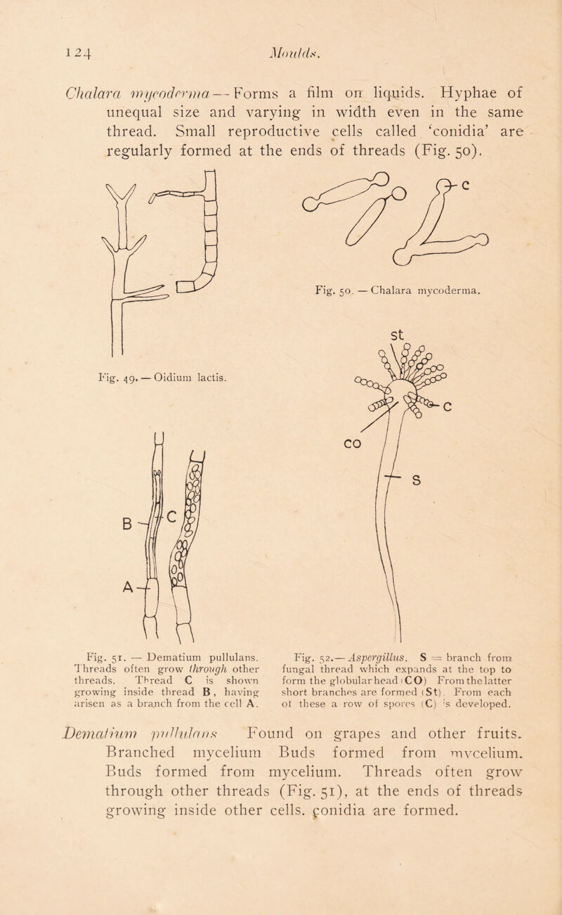 Chalara mycodrrma—Forms a film orr liquids. Hyphae of unequal size and varying in width even in the same thread. Small reproductive cells called ‘conidia’ are regularly formed at the ends of threads (Fig. 50). Fig. 51. — Dematium pullulans. Fig. 52.— Aspergillus. S = branch from Threads often grow through other fungal thread which expands at the top to threads. Thread C is shown form the globular head 1 CO) From the latter growing inside thread B, having short branches are formed (St). From each arisen as a branch from the cell A. ot these a row of spores (C) 's developed. .Dematium puJlul.auft Found on grapes and other fruits. Branched mycelium Buds formed from mveelium. Buds formed from mycelium. Threads often grow through other threads (Fig. 51), at the ends of threads growing inside other cells, ponidia are formed.