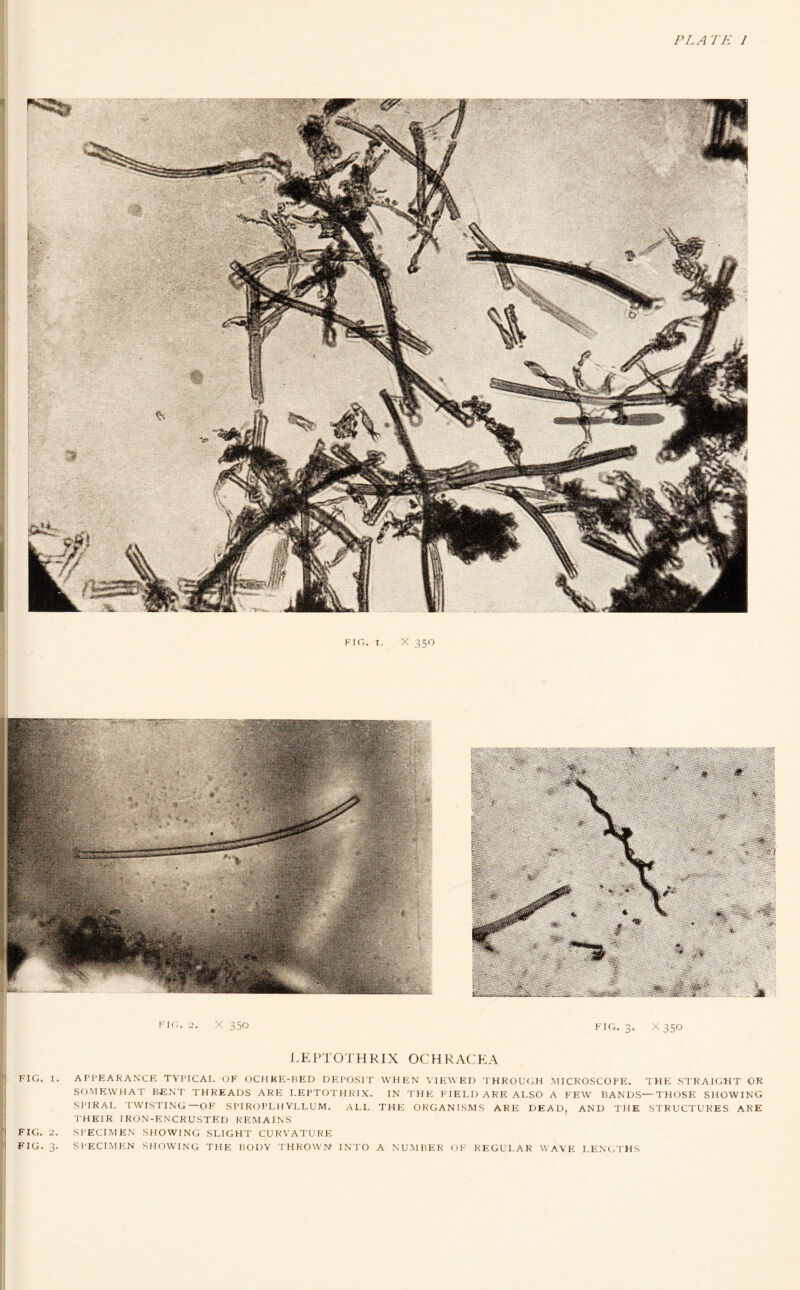 PLATE / FIG. T. X 350 J.EPTOl'HRIX OCHRACEA AIM'EAKANCK TYl'ICAI. <JF (JCHKF:-liED DFIFOSl'I' WHEN VIEWED I'HKOUGH MICKOSCOPE. THE STKAIGHT OR SO.MFWVHAT HENT THREADS ARE I.EI'TO'JII R1X. IN THE FIEED ARE ALSO A FEW HANDS—THOSE SHOWING SI'IRAE TWISTING—OF S I'l ROPL H VLLU M. ALL THE ORGANISMS ARE DEAD, AND THE STRUCTURES ARE THEIR IRON-ENCRUSTED REMAINS SPECIMEN SHOWING SLIGHT CURVATURF: SPECIMEN SHOWING THE BODY THROWN INTO A NUMBER OF REGULAR WAVE LENC.'I'HS