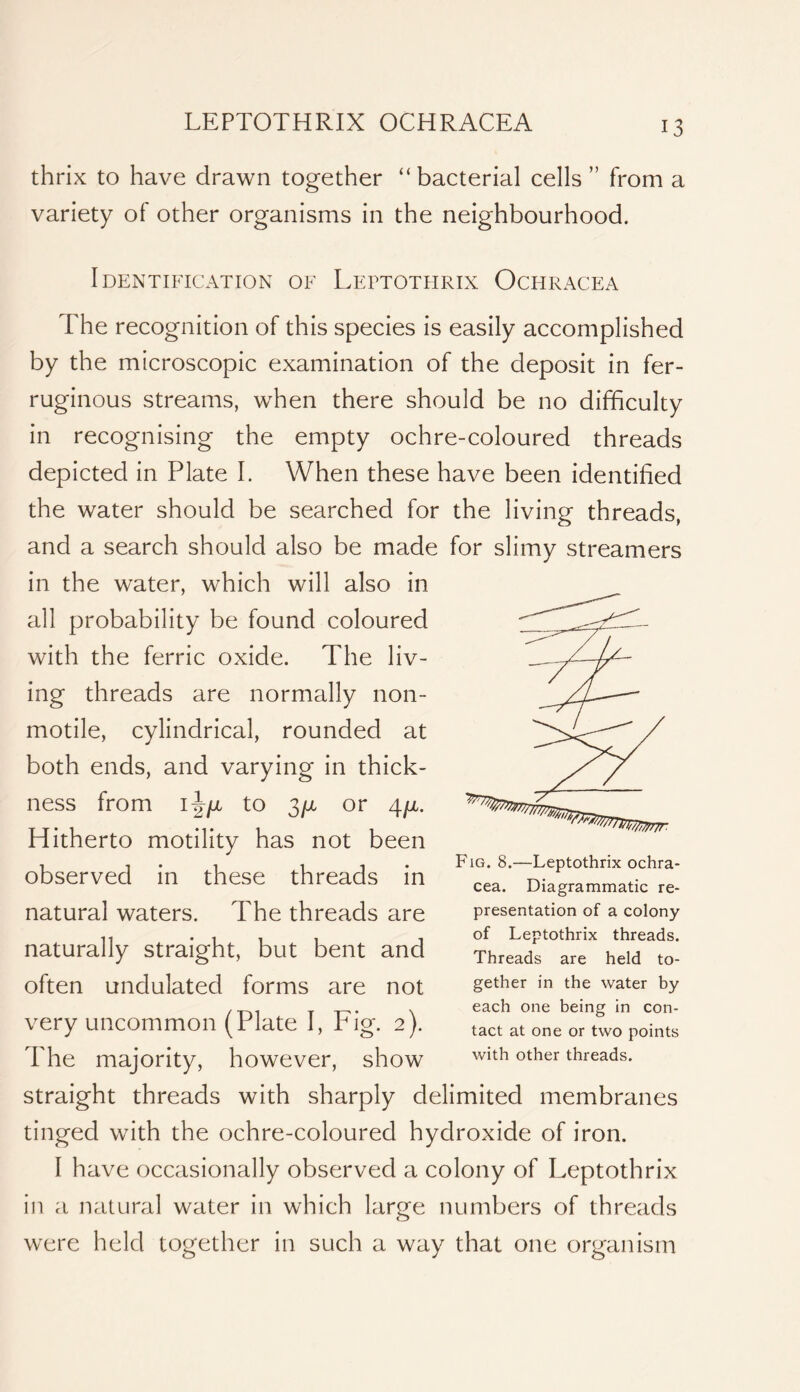 thrix to have drawn together “bacterial cells” from a variety of other organisms in the neighbourhood. Identification of Lfptothrix Ochracea The recognition of this species is easily accomplished by the microscopic examination of the deposit in fer- ruginous streams, when there should be no difficulty in recognising the empty ochre-coloured threads depicted in Plate I. When these have been identified the water should be searched for the living threads, and a search should also be made for slimy streamers in the water, which will also in all probability be found coloured with the ferric oxide. The liv- ing threads are normally non- motile, cylindrical, rounded at both ends, and varying in thick- natural waters. The threads are naturally straight, but bent and often undulated forms are not very uncommon (Plate I, Fig. 2). The majority, however, show straight threads with sharply delimited membranes tinged with the ochre-coloured hydroxide of iron. I have occasionally observed a colony of Leptothrix in a natural water in which large numbers of threads were held together in such a way that one organism ness from 1^11 to 3/x or 4/x. Hitherto motility has not been observed in these threads in Fig. 8.—Leptothrix ochra- cea. Diagrammatic re- presentation of a colony of Leptothrix threads. Threads are held to- gether in the water by each one being in con- tact at one or two points with other threads.