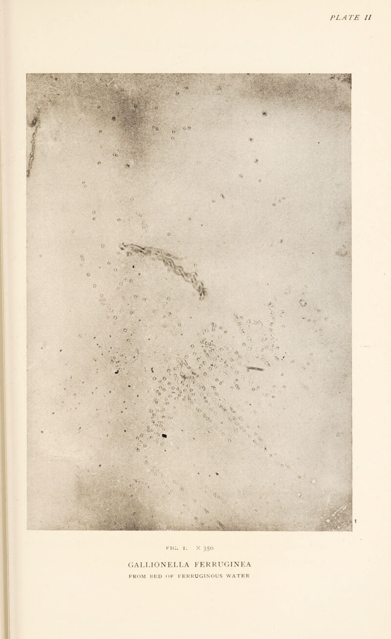 PLATE 11 kk;. I. X 350 ('.A1JJ0NEL1>A FERRUCHNEA [•'ROM BKD OK FERRUGINOUS WATER