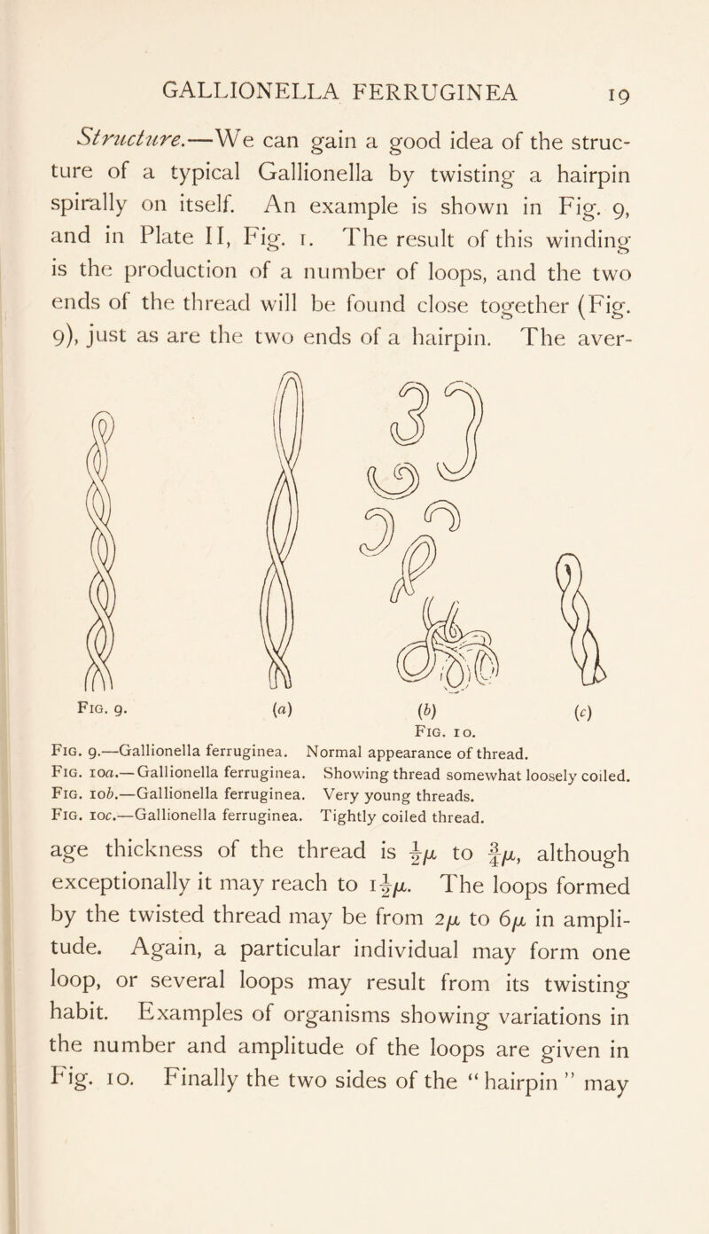 Structure.—We can gain a good idea of the struc- ture of a typical Gallionella by twisting a hairpin spirally on itself. An example is shown in Fig. 9, and in Plate II, Fig. 1. The result of this winding is the production of a number of loops, and the two ends of the thread will be found close together (Fig. 9), just as are the two ends of a hairpin. The aver- Fig. 9. (a) {h) [c) Fig. 10. Fig. 9.—Gallionella ferruginea. Normal appearance of thread. Fig. loa.— Gallionella ferruginea. Showing thread somewhat loosely coiled. Fig. lob.—Gallionella ferruginea. Very young threads. Fig. IOC.—Gallionella ferruginea. Tightly coiled thread. age thickness of the thread is Ijx to f/x, although exceptionally it may reach to The loops formed by the twisted thread may be from ifx to 6/x in ampli- tude. Again, a particular individual may form one loop, or several loops may result from its twisting habit. Examples of organisms showing variations in the number and amplitude of the loops are given in fig. 10. Finally the two sides of the “ hairpin ” may