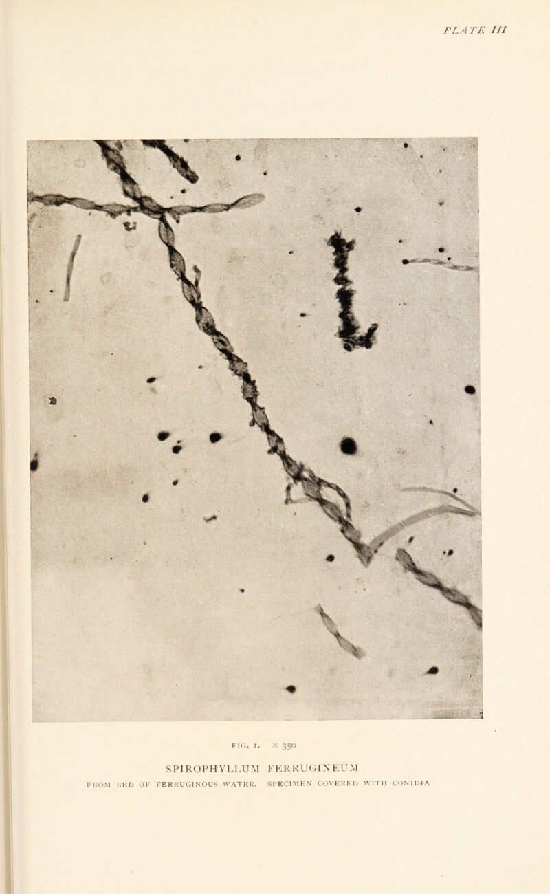 FIG. I. X 350 S PIROPH YLI.U M F KRRU( iI N EU M FKOM BliD OF FERRUGINOUS WATER. SPECIMEN COVERED Wri'H CONIDIA