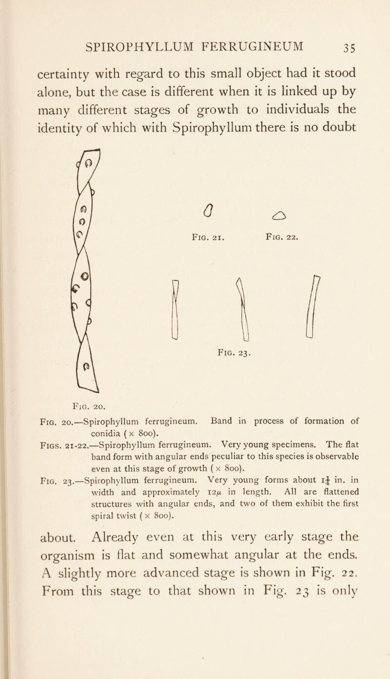 certainty with regard to this small object had it stood alone, but the case is different when it is linked up by many different stages of growth to individuals the identity of which with Spirophyllum there is no doubt Fig. 20. Fig. 20.—Spirophyllum ferrugineum. Band in process of formation of conidia (x 8oo). Figs. 21-22.—Spirophyllum ferrugineum. Very young specimens. The flat band form with angular ends peculiar to this species is observable even at this stage of growth ( x 8oo). PiG^ 23.—Spirophyllum ferrugineum. Very young forms about in. in width and approximately I2fx in length. All are flattened structures with angular ends, and two of them exhibit the first spiral twist ( x 800). about. Already even at this very early stage the organism is flat and somewhat angular at the ends. A slightly more advanced stage is shown in Fig. 22. From this stage to that shown in Fig. 23 is only