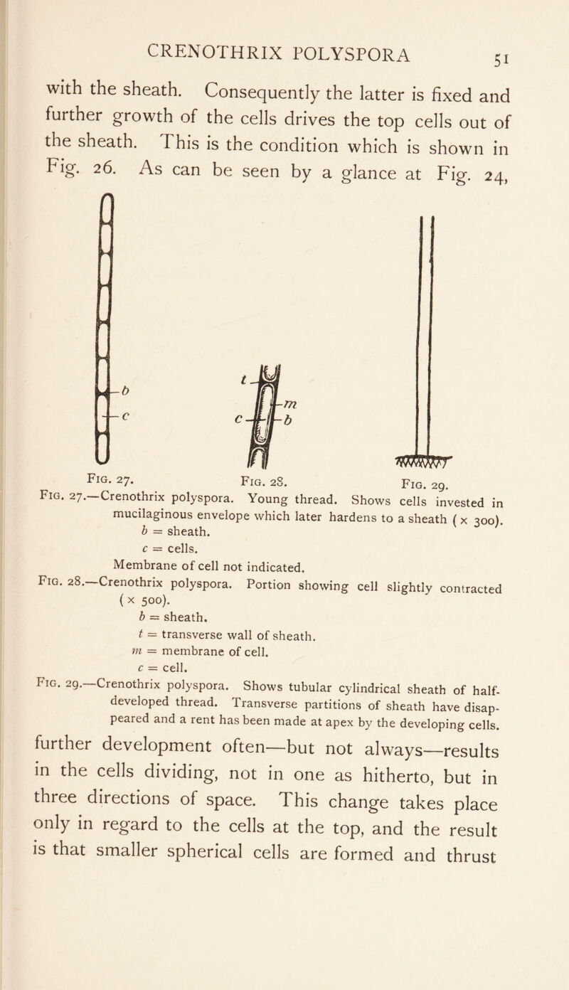 with the sheath. Consequently the latter is fixed and further growth of the cells drives the top cells out of the sheath. This is the condition which is shown in Fig. 26. As can be seen by a glance at Fig. 24, b c Fig. 27. Fig. 29. / Fig. 28. Fig. 27.—Crenothrix polyspora. Young thread. Shows cells invested in mucilaginous envelope which later hardens to a sheath ( x 300). b = sheath. c — cells. Membrane of cell not indicated. Fig. 28. Crenothrix polyspora. Portion showing cell slightly contracted ( X 500). h ~ sheath. t = transverse wall of sheath. m = membrane of cell. c = cell. Fig. 29.—Crenothrix polyspora. Shows tubular cylindrical sheath of half- developed thread. Transverse partitions of sheath have disap- peared and a rent has been made at apex by the developing cells. further development often—but not always—results in the cells dividing, not in one as hitherto, but in three directions of space. This change takes place only in regard to the cells at the top, and the result is that smaller spherical cells are formed and thrust