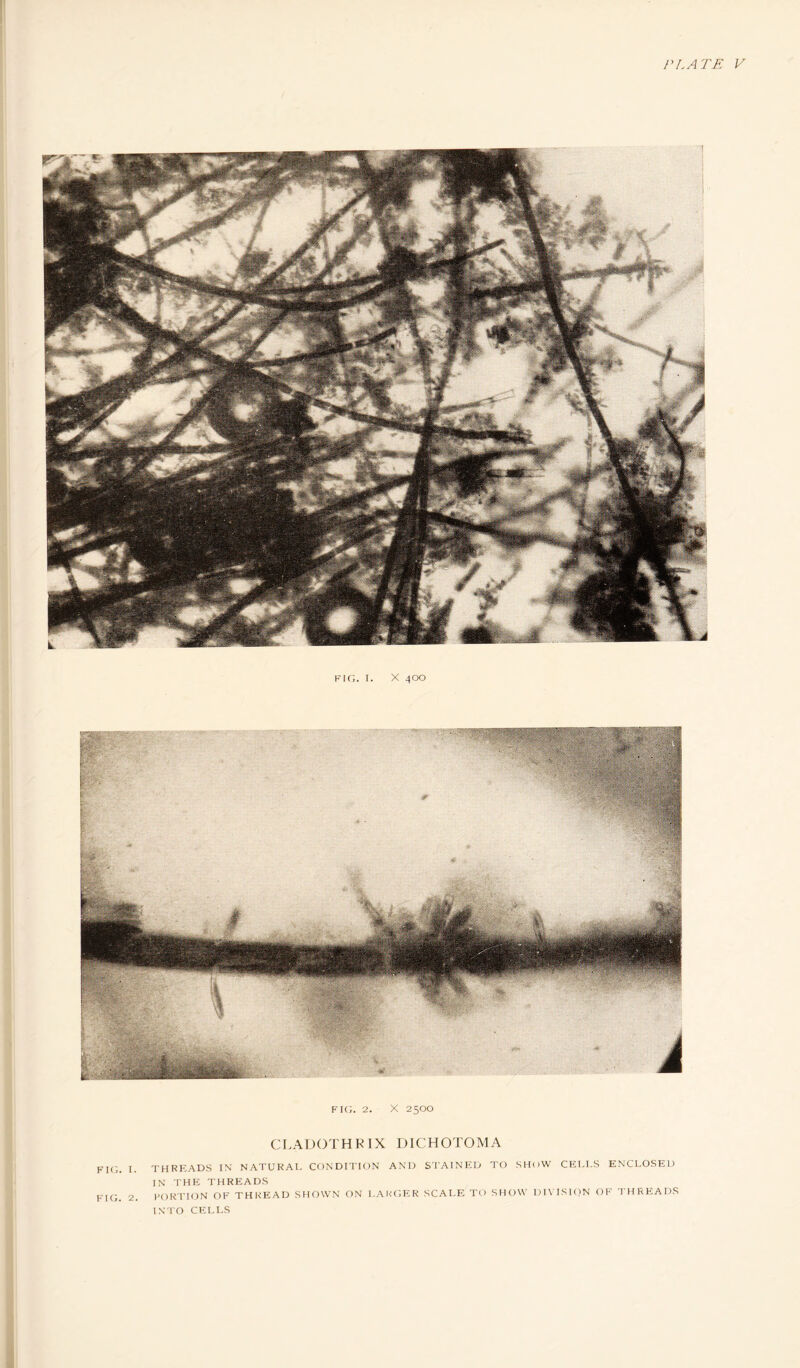 fk;. I. X 400 fk;. 2. X 2500 Cr.ADOTHHIX DICHOTOMA fk;. I. THREADS IN NATUKAI, CONDITION AND STAINED TO SHOW CFH.LS ENCLOSED IN THE THRKIADS FIG. 2. I’OKTION OF THKFIAD SHOWN ON LARGER SCALE TO SHOW DIVISION OF THREADS IN I'O CELLS