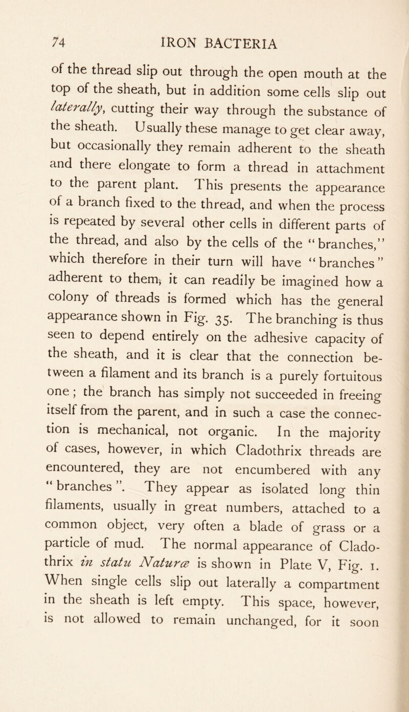 of the thread slip out through the open mouth at the top of the sheath, but in addition some cells slip out laterally, cutting their way through the substance of the sheath. Usually these manage to get clear away, but occasionally they remain adherent to the sheath and there elongate to form a thread in attachment to the parent plant. This presents the appearance of a branch fixed to the thread, and when the process IS repeated by several other cells in different parts of the thread, and also by the cells of the “branches, ’ which therefore in their turn will have “branches” adherent to them^ it can readily be imagined how a colony of threads is formed which has the general appearance shown in Fig. 35. The branching is thus seen to depend entirely on the adhesive capacity of the sheath, and it is clear that the connection be- tween a filament and its branch is a purely fortuitous one; the branch has simply not succeeded in freeing Itself from the parent, and in such a case the connec- tion is mechanical, not organic. In the majority of cases, however, in which Cladothrix threads are encountered, they are not encumbered with any “ branches ”. They appear as isolated long thin filaments, usually in great numbers, attached to a common object, very often a blade of grass or a particle of mud. The normal appearance of Clado- thrix in statu Naturce is shown in Plate V Ficr. i. When single cells slip out laterally a compartment in the sheath is left empty. This space, however, is not allowed to remain unchanged, for it soon