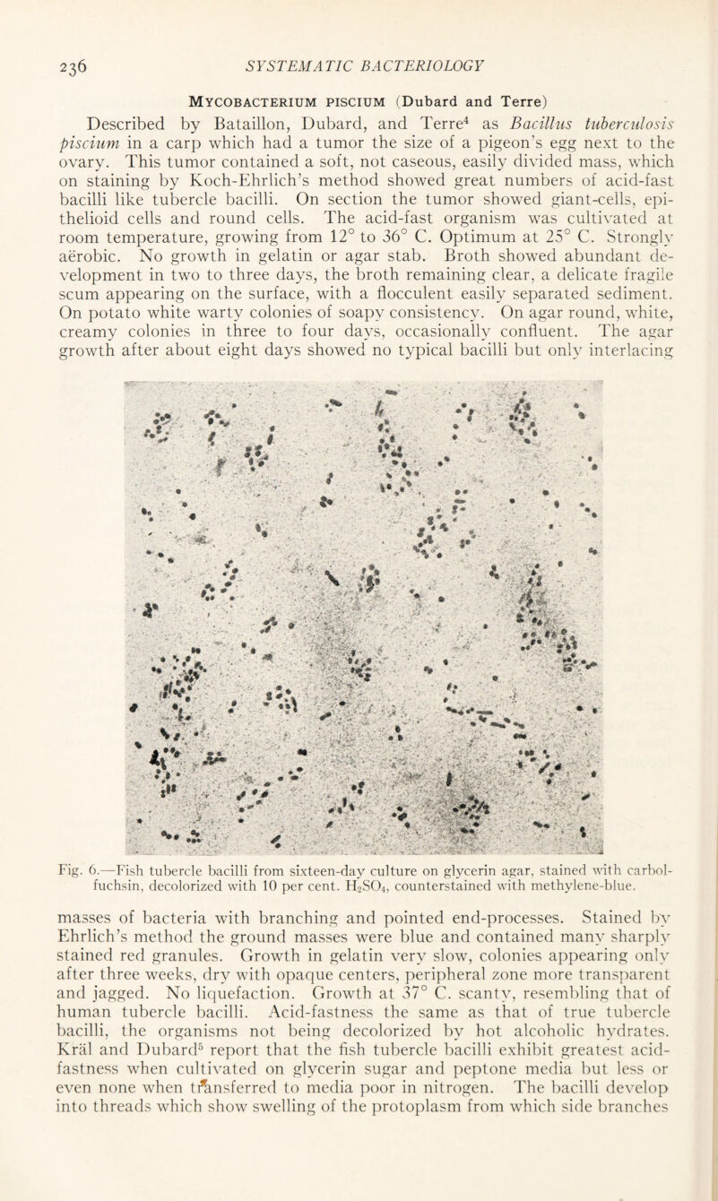 Mycobacterium piscium (Dubard and Terre) Described by Bataillon, Dubard, and Terre4 as Bacillus tuberculosis piscium in a carp which had a tumor the size of a pigeon’s egg next to the ovary. This tumor contained a soft, not caseous, easily divided mass, which on staining by Koch-Ehrlich’s method showed great numbers of acid-fast bacilli like tubercle bacilli. On section the tumor showed giant-cells, epi- thelioid cells and round cells. The acid-fast organism was cultivated at room temperature, growing from 12° to 36° C. Optimum at 25° C. Strongly aerobic. No growth in gelatin or agar stab. Broth showed abundant de- velopment in two to three days, the broth remaining clear, a delicate fragile scum appearing on the surface, with a flocculent easily separated sediment. On potato white warty colonies of soapy consistency. On agar round, white, creamy colonies in three to four days, occasionally confluent. The agar growth after about eight days showed no typical bacilli but only interlacing Fig. 6.—Fish tubercle bacilli from sixteen-day culture on glycerin agar, stained with carbol- fuchsin, decolorized with 10 per cent. H2S04, counterstained with methylene-blue. masses of bacteria with branching and pointed end-processes. Stained by Ehrlich’s method the ground masses were blue and contained many sharply stained red granules. Growth in gelatin very slow, colonies appearing only after three weeks, dry with opaque centers, peripheral zone more transparent and jagged. No liquefaction. Growth at 37° C. scanty, resembling that of human tubercle bacilli. Acid-fastness the same as that of true tubercle bacilli, the organisms not being decolorized by hot alcoholic hydrates. Krai and Dubard5 report that the fish tubercle bacilli exhibit greatest acid- fastness when cultivated on glycerin sugar and peptone media but less or even none when transferred to media poor in nitrogen. The bacilli develop into threads which show swelling of the protoplasm from which side branches