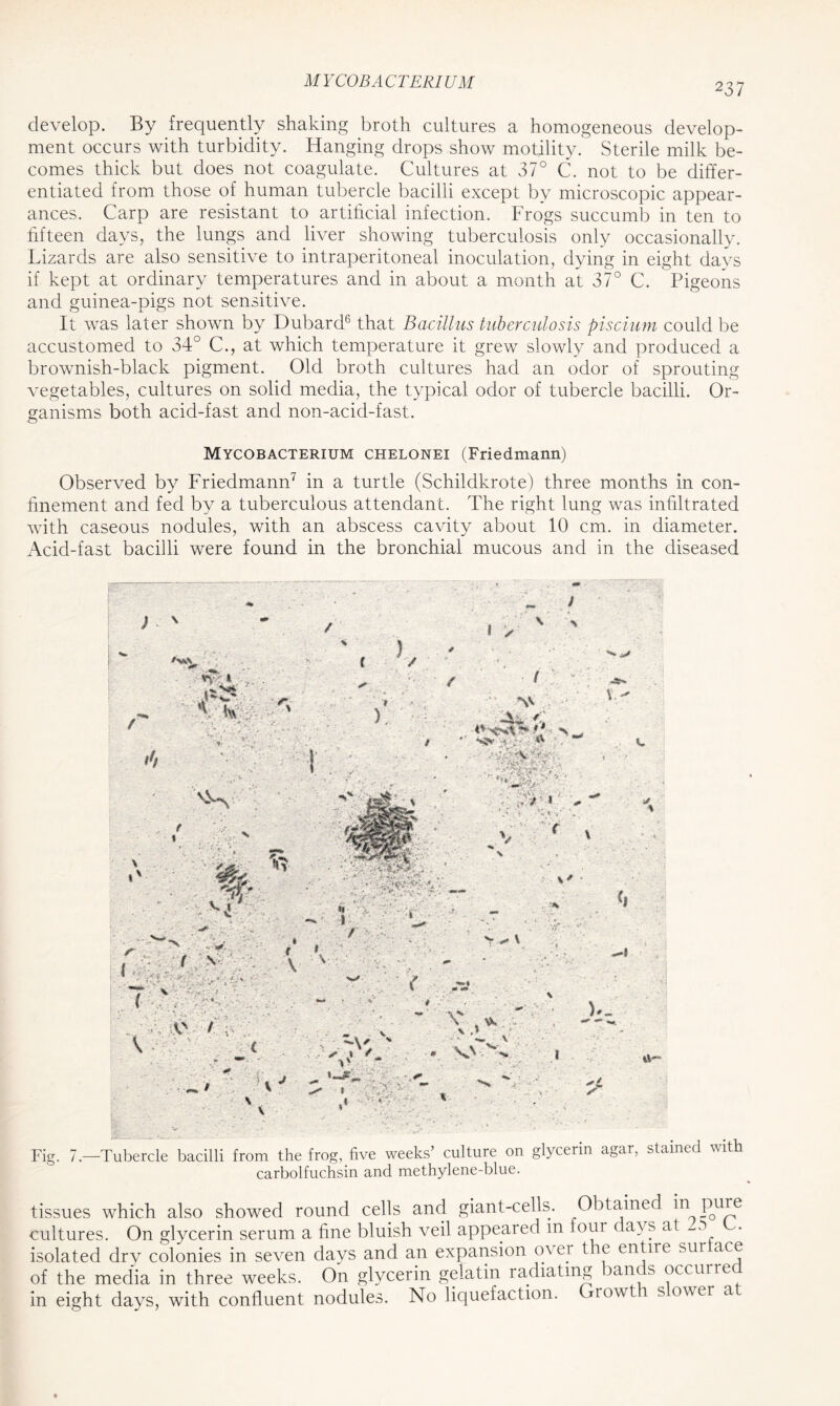 develop. By frequently shaking broth cultures a homogeneous develop- ment occurs with turbidity. Hanging drops show motility. Sterile milk be- comes thick but does not coagulate. Cultures at 37° C. not to be differ- entiated from those of human tubercle bacilli except by microscopic appear- ances. Carp are resistant to artificial infection. Frogs succumb in ten to fifteen days, the lungs and liver showing tuberculosis only occasionally. Lizards are also sensitive to intraperitoneal inoculation, dying in eight days if kept at ordinary temperatures and in about a month at 37° C. Pigeons and guinea-pigs not sensitive. It was later shown by Dubard6 that Bacillus tuberculosis piscium could be accustomed to 34° C., at which temperature it grew slowly and produced a brownish-black pigment. Old broth cultures had an odor of sprouting vegetables, cultures on solid media, the typical odor of tubercle bacilli. Or- ganisms both acid-fast and non-acid-fast. Mycobacterium chelonei (Friedmann) Observed by Friedmann7 in a turtle (Schildkrote) three months in con- finement and fed by a tuberculous attendant. The right lung was infiltrated with caseous nodules, with an abscess cavity about 10 cm. in diameter. Acid-fast bacilli were found in the bronchial mucous and in the diseased i Fig. 7.—Tubercle bacilli from the frog, five weeks’ culture on glycerin agar, stained with carbolfuchsin and methylene-blue. tissues which also showed round cells and giant-cells. Obtained in pure cultures. On glycerin serum a fine bluish veil appeared m four day s at . isolated dry colonies in seven days and an expansion o\ er t e entire sui ace of the media in three weeks. On glycerin gelatin radiating tan s occurre in eight days, with confluent nodules. No liquefaction. Growt i s owei a