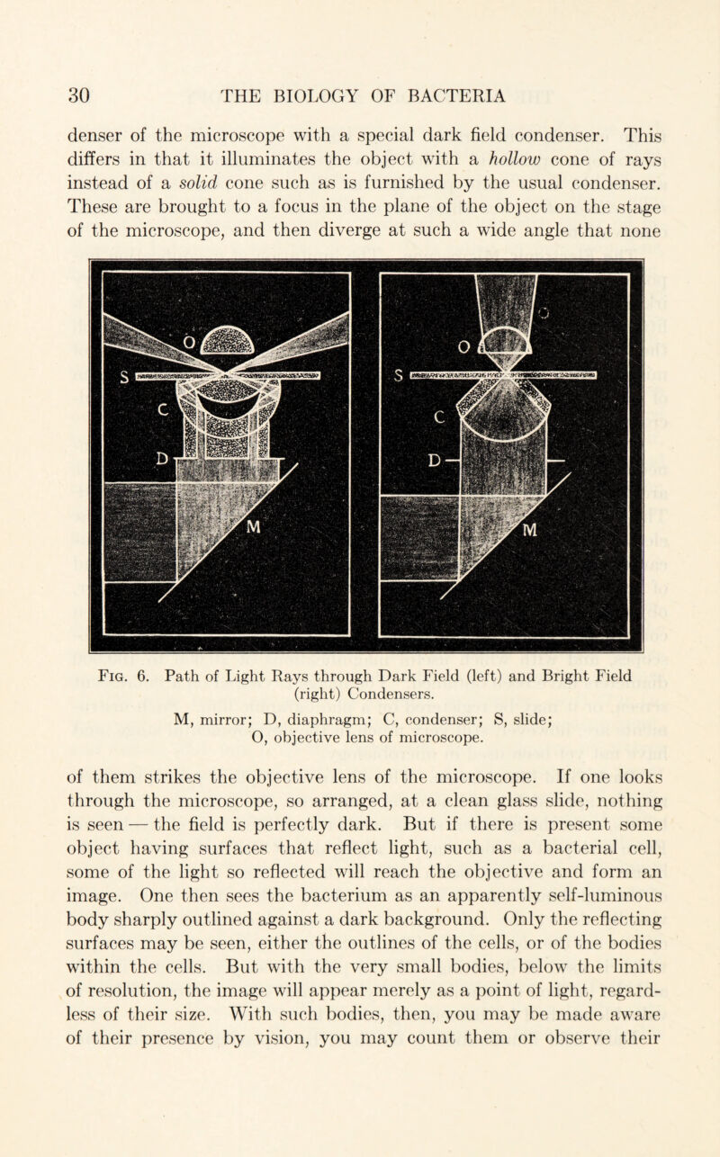 denser of the microscope with a special dark field condenser. This differs in that it illuminates the object with a hollow cone of rays instead of a solid cone such as is furnished by the usual condenser. These are brought to a focus in the plane of the object on the stage of the microscope, and then diverge at such a wide angle that none Fig. 6. Path of Light Rays through Dark Field (left) and Bright Field (right) Condensers. M, mirror; D, diaphragm; C, condenser; S, slide; O, objective lens of microscope. of them strikes the objective lens of the microscope. If one looks through the microscope, so arranged, at a clean glass slide, nothing is seen — the field is perfectly dark. But if there is present some object having surfaces that reflect light, such as a bacterial cell, some of the light so reflected will reach the objective and form an image. One then sees the bacterium as an apparently self-luminous body sharply outlined against a dark background. Only the reflecting surfaces may be seen, either the outlines of the cells, or of the bodies within the cells. But with the very small bodies, below the limits of resolution, the image will appear merely as a point of light, regard¬ less of their size. With such bodies, then, you may be made aware of their presence by vision, you may count them or observe their