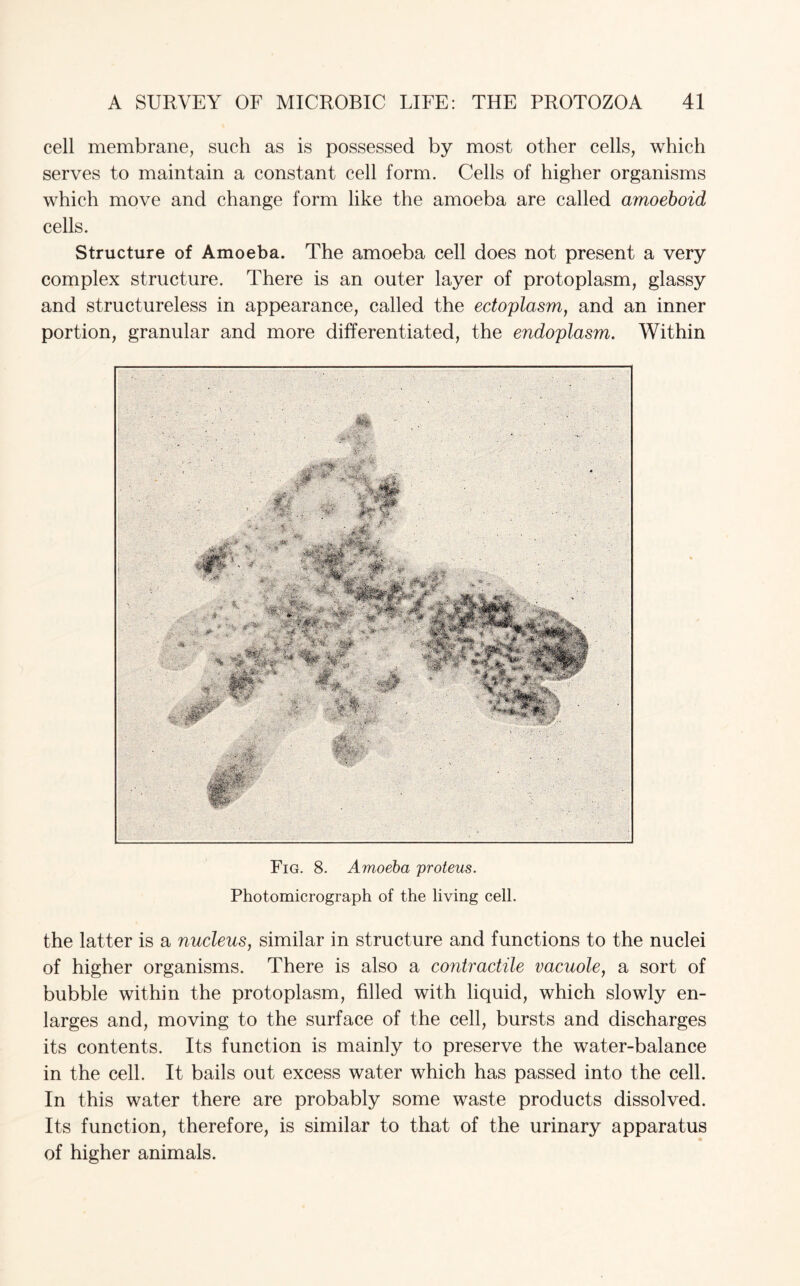 cell membrane, such as is possessed by most other cells, which serves to maintain a constant cell form. Cells of higher organisms which move and change form like the amoeba are called amoeboid cells. Structure of Amoeba. The amoeba cell does not present a very complex structure. There is an outer layer of protoplasm, glassy and structureless in appearance, called the ectoplasm, and an inner portion, granular and more differentiated, the endoplasm. Within Fig. 8. Amoeba proteus. Photomicrograph of the living cell. the latter is a nucleus, similar in structure and functions to the nuclei of higher organisms. There is also a contractile vacuole, a sort of bubble within the protoplasm, filled with liquid, which slowly en¬ larges and, moving to the surface of the cell, bursts and discharges its contents. Its function is mainly to preserve the water-balance in the cell. It bails out excess water which has passed into the cell. In this water there are probably some waste products dissolved. Its function, therefore, is similar to that of the urinary apparatus of higher animals.