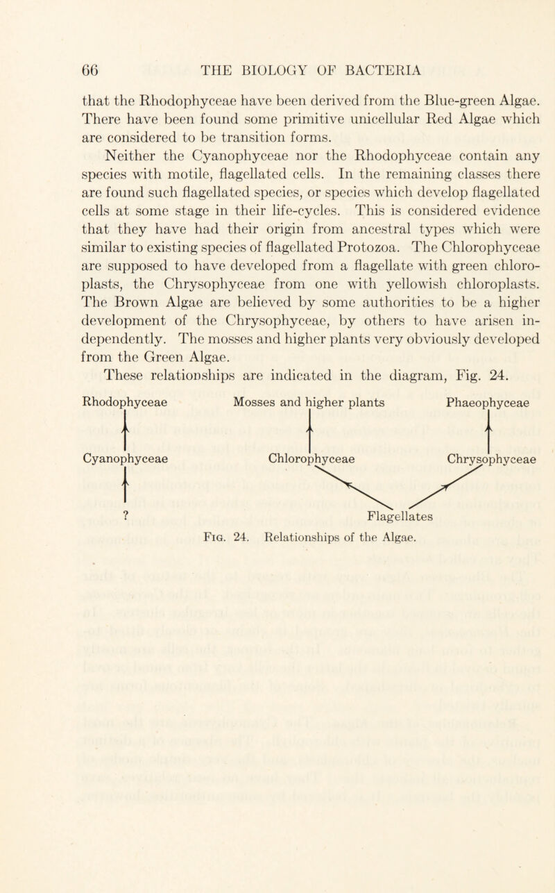 that the Rhodophyceae have been derived from the Blue-green Algae. There have been found some primitive unicellular Red Algae which are considered to be transition forms. Neither the Cyanophyceae nor the Rhodophyceae contain any species with motile, flagellated cells. In the remaining classes there are found such flagellated species, or species which develop flagellated cells at some stage in their life-cycles. This is considered evidence that they have had their origin from ancestral types which were similar to existing species of flagellated Protozoa. The Chlorophyceae are supposed to have developed from a flagellate with green chloro- plasts, the Chrysophyceae from one with yellowish chloroplasts. The Brown Algae are believed by some authorities to be a higher development of the Chrysophyceae, by others to have arisen in¬ dependently. The mosses and higher plants very obviously developed from the Green Algae. These relationships are indicated in the diagram, Fig. 24. Rhodophyceae t Cyanophyceae t ? Mosses and higher plants Phaeophyceae Flagellates Fig. 24. Relationships of the Algae.