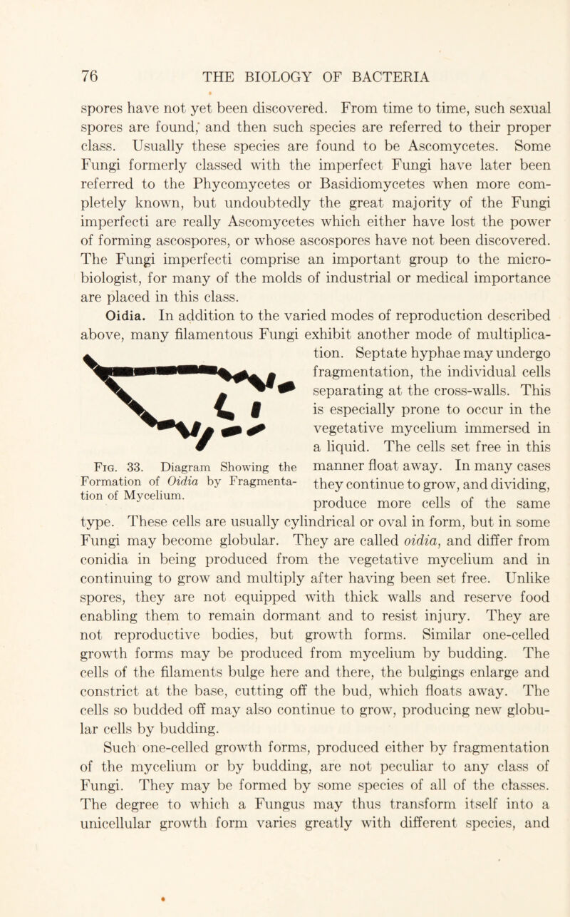 spores have not yet been discovered. From time to time, such sexual spores are found,' and then such species are referred to their proper class. Usually these species are found to be Ascomycetes. Some Fungi formerly classed with the imperfect Fungi have later been referred to the Phycornycetes or Basidiomycetes when more com¬ pletely known, but undoubtedly the great majority of the Fungi imperfect! are really Ascomycetes which either have lost the power of forming ascospores, or whose ascospores have not been discovered. The Fungi imperfecti comprise an important group to the micro¬ biologist, for many of the molds of industrial or medical importance are placed in this class. Oidia. In addition to the varied modes of reproduction described above, many filamentous Fungi exhibit another mode of multiplica¬ tion. Septate hyphae may undergo fragmentation, the individual cells separating at the cross-walls. This is especially prone to occur in the vegetative mycelium immersed in a liquid. The cells set free in this manner float away. In many cases they continue to grow, and dividing, produce more cells of the same type. These cells are usually cylindrical or oval in form, but in some Fungi may become globular. They are called oidia, and differ from conidia in being produced from the vegetative mycelium and in continuing to grow and multiply after having been set free. Unlike spores, they are not equipped with thick walls and reserve food enabling them to remain dormant and to resist injury. They are not reproductive bodies, but growth forms. Similar one-celled growth forms may be produced from mycelium by budding. The cells of the filaments bulge here and there, the bulgings enlarge and constrict at the base, cutting off the bud, which floats away. The cells so budded off may also continue to grow, producing new globu¬ lar cells by budding. Such one-celled growth forms, produced either by fragmentation of the mycelium or by budding, are not peculiar to any class of Fungi. They may be formed by some species of all of the classes. The degree to which a Fungus may thus transform itself into a unicellular growth form varies greatly with different species, and Fig. 33. Diagram Showing the Formation of Oidia by Fragmenta¬ tion of Mycelium.