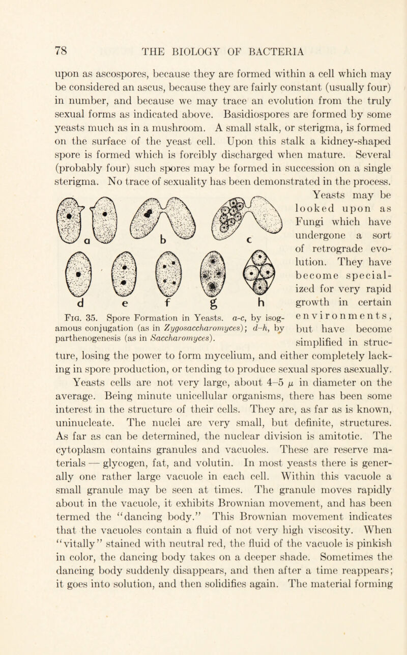 upon as ascospores, because they are formed within a cell which may be considered an ascus, because they are fairly constant (usually four) in number, and because we may trace an evolution from the truly sexual forms as indicated above. Basidiospores are formed by some yeasts much as in a mushroom. A small stalk, or sterigma, is formed on the surface of the yeast cell. Upon this stalk a kidney-shaped spore is formed which is forcibly discharged when mature. Several (probably four) such spores may be formed in succession on a single sterigma. No trace of sexuality has been demonstrated in the process. Yeasts may be looked upon as Fungi which have undergone a sort of retrograde evo¬ lution. They have become special¬ ized for very rapid growth in certain environments, but have become simplified in struc¬ ture, losing the power to form mycelium, and either completely lack¬ ing in spore production, or tending to produce sexual spores asexually. Yeasts cells are not very large, about 4-5 y in diameter on the average. Being minute unicellular organisms, there has been some interest in the structure of their cells. They are, as far as is known, uninucleate. The nuclei are very small, but definite, structures. As far as can be determined, the nuclear division is amitotic. The cytoplasm contains granules and vacuoles. These are reserve ma¬ terials — glycogen, fat, and volutin. In most yeasts there is gener¬ ally one rather large vacuole in each cell. Within this vacuole a small granule may be seen at times. The granule moves rapidly about in the vacuole, it exhibits Brownian movement, and has been termed the “dancing body.” This Brownian movement indicates that the vacuoles contain a fluid of not very high viscosity. When “vitally” stained with neutral red, the fluid of the vacuole is pinkish in color, the dancing body takes on a deeper shade. Sometimes the dancing body suddenly disappears, and then after a time reappears; it goes into solution, and then solidifies again. The material forming Fig. 35. Spore Formation in Yeasts, a-c, by isog- amous conjugation (as in Zygosaccharomyces); d-h, by parthenogenesis (as in Saccharomyces).