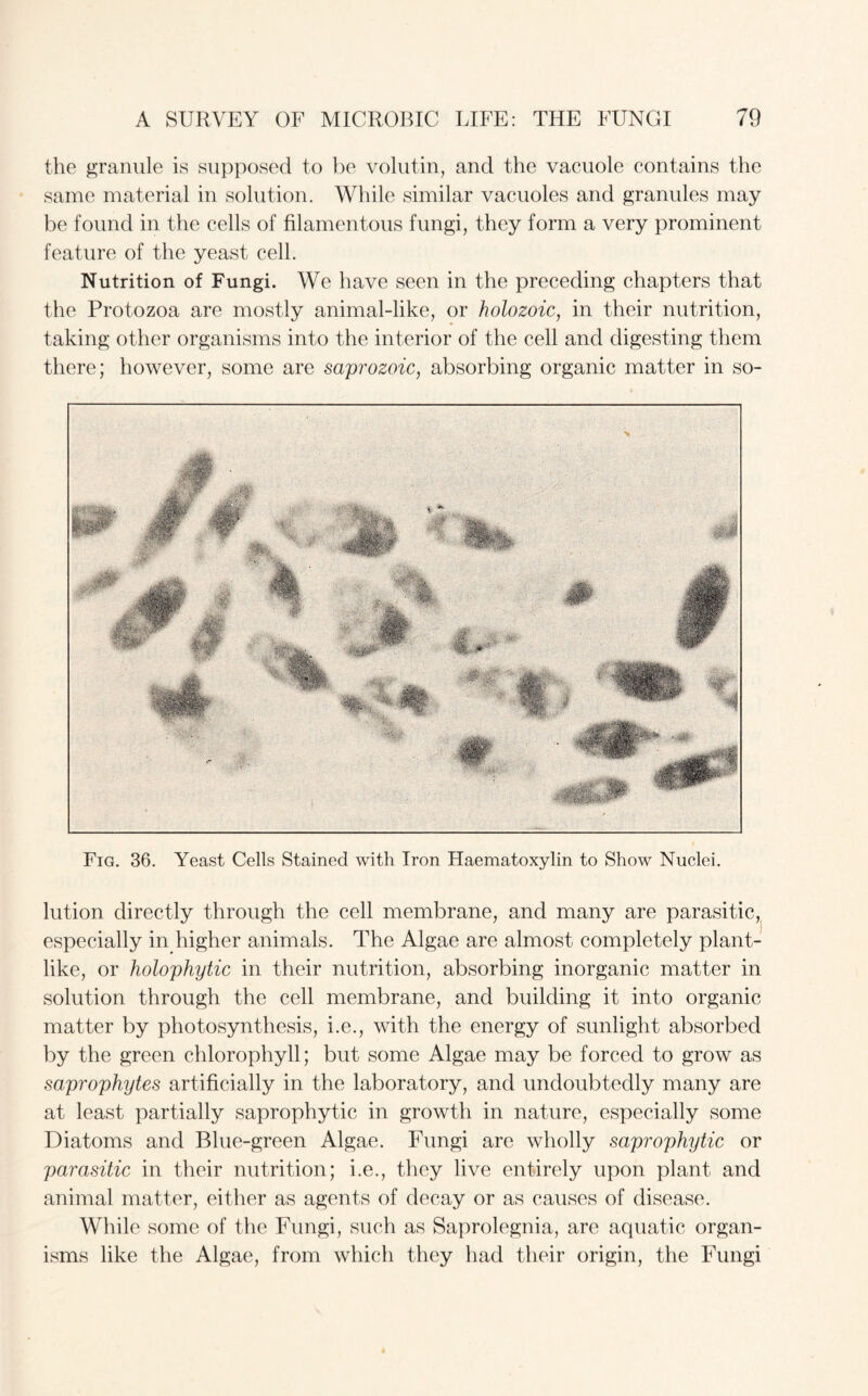 the granule is supposed to be volutin, and the vacuole contains the same material in solution. While similar vacuoles and granules may be found in the cells of filamentous fungi, they form a very prominent feature of the yeast cell. Nutrition of Fungi. We have seen in the preceding chapters that the Protozoa are mostly animal-like, or holozoic, in their nutrition, taking other organisms into the interior of the cell and digesting them there; however, some are saprozoic, absorbing organic matter in so- Fig. 36. Yeast Cells Stained with Iron Haematoxylin to Show Nuclei. lution directly through the cell membrane, and many are parasitic, especially in higher animals. The Algae are almost completely plant¬ like, or holophytic in their nutrition, absorbing inorganic matter in solution through the cell membrane, and building it into organic matter by photosynthesis, i.e., with the energy of sunlight absorbed by the green chlorophyll; but some Algae may be forced to grow as saprophytes artificially in the laboratory, and undoubtedly many are at least partially saprophytic in growth in nature, especially some Diatoms and Blue-green Algae. Fungi are wholly saprophytic or parasitic in their nutrition; i.e., they live entirely upon plant and animal matter, either as agents of decay or as causes of disease. While some of the Fungi, such as Saprolegnia, are aquatic organ¬ isms like the Algae, from which they had their origin, the Fungi