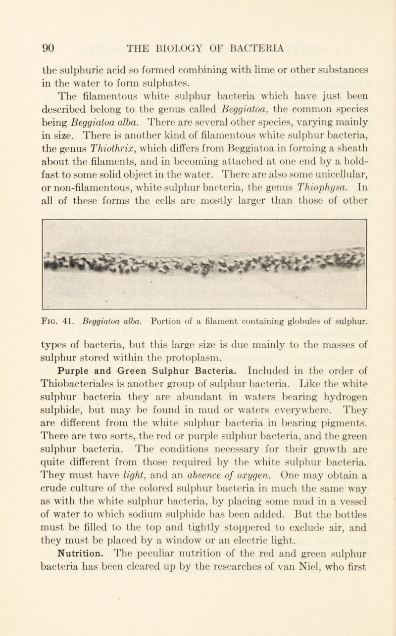 the sulphuric acid so formed combining with lime or other substances in the water to form sulphates. The filamentous white sulphur bacteria which have just been described belong to the genus called Beggiatoa, the common species being Beggiatoa alba. There are several other species, varying mainly in size. There is another kind of filamentous white sulphur bacteria, the genus Thiothrix, which differs from Beggiatoa in forming a sheath about the filaments, and in becoming attached at one end by a hold¬ fast to some solid object in the water. There are also some unicellular, or non-filamentous, white sulphur bacteria, the genus Thiophysa. In all of these forms the cells are mostly larger than those of other Fig. 41. Beggiatoa alba. Portion of a filament containing globules of sulphur. types of bacteria, but this large size is due mainly to the masses of sulphur stored within the protoplasm. Purple and Green Sulphur Bacteria. Included in the order of Thiobacteriales is another group of sulphur bacteria. Like the white sulphur bacteria they are abundant in waters bearing hydrogen sulphide, but may be found in mud or waters everywhere. They are different from the white sulphur bacteria in bearing pigments. There are two sorts, the red or purple sulphur bacteria, and the green sulphur bacteria. The conditions necessary for their growth are quite different from those required by the white sulphur bacteria. They must have light, and an absence of oxygen. One may obtain a crude culture of the colored sulphur bacteria in much the same way as with the white sulphur bacteria, by placing some mud in a vessel of water to which sodium sulphide has been added. But the bottles must be filled to the top and tightly stoppered to exclude air, and they must be placed by a window or an electric light. Nutrition. The peculiar nutrition of the red and green sulphur bacteria has been cleared up by the researches of van Niel, who first