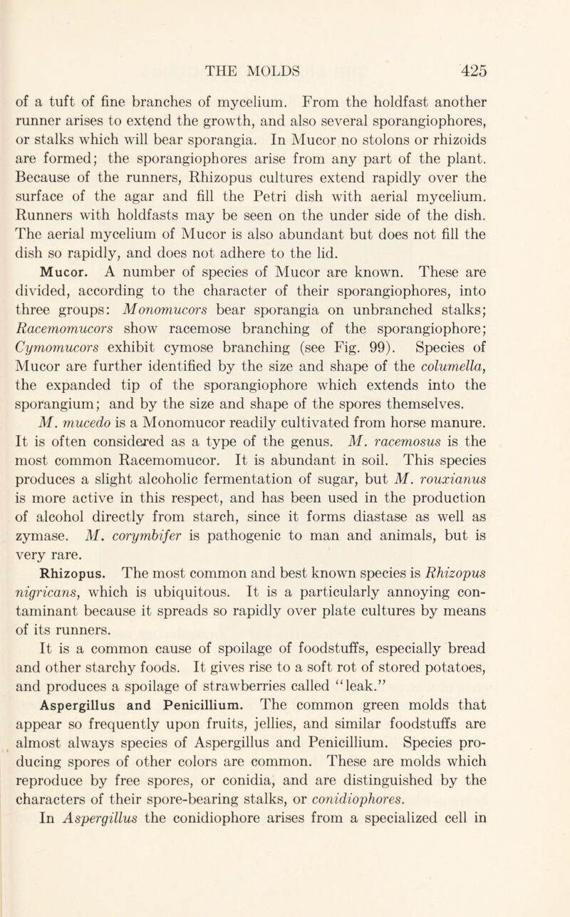 of a tuft of fine branches of mycelium. From the holdfast another runner arises to extend the growth, and also several sporangiophores, or stalks which will bear sporangia. In Mucor no stolons or rhizoids are formed; the sporangiophores arise from any part of the plant. Because of the runners, Rhizopus cultures extend rapidly over the surface of the agar and fill the Petri dish with aerial mycelium. Runners with holdfasts may be seen on the under side of the dish. The aerial mycelium of Mucor is also abundant but does not fill the dish so rapidly, and does not adhere to the lid. Mucor. A number of species of Mucor are known. These are divided, according to the character of their sporangiophores, into three groups: Monomucors bear sporangia on unbranched stalks; Racemomucors show racemose branching of the sporangiophore; Cymomucors exhibit cymose branching (see Fig. 99). Species of Mucor are further identified by the size and shape of the columella, the expanded tip of the sporangiophore which extends into the sporangium; and by the size and shape of the spores themselves. M. mucedo is a Monomucor readily cultivated from horse manure. It is often considered as a type of the genus. M. racemosus is the most common Racemomucor. It is abundant in soil. This species produces a slight alcoholic fermentation of sugar, but M. rouxianus is more active in this respect, and has been used in the production of alcohol directly from starch, since it forms diastase as well as zymase. M. corymbifer is pathogenic to man and animals, but is very rare. Rhizopus. The most common and best known species is Rhizopus nigricans, which is ubiquitous. It is a particularly annoying con¬ taminant because it spreads so rapidly over plate cultures by means of its runners. It is a common cause of spoilage of foodstuffs, especially bread and other starchy foods. It gives rise to a soft rot of stored potatoes, and produces a spoilage of strawberries called “leak.” Aspergillus and Penicillium. The common green molds that appear so frequently upon fruits, jellies, and similar foodstuffs are almost always species of Aspergillus and Penicillium. Species pro¬ ducing spores of other colors are common. These are molds which reproduce by free spores, or conidia, and are distinguished by the characters of their spore-bearing stalks, or conidiophores. In Aspergillus the conidiophore arises from a specialized cell in