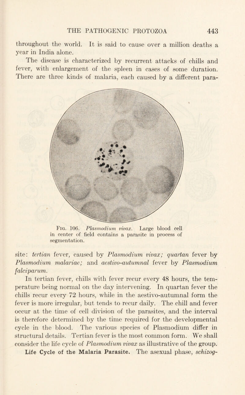 throughout the world. It is said to cause over a million deaths a year in India alone. The disease is characterized by recurrent attacks of chills and fever, with enlargement of the spleen in cases of some duration. There are three kinds of malaria, each caused by a different para- Fig. 106. Plasmodium vivax. Large blood cell in center of field contains a parasite in process of segmentation. site: tertian fever, caused by Plasmodium vivax; quartan fever by Plasmodium malariae; and aestivo-autumnal fever by Plasmodium falciparum. In tertian fever, chills with fever recur every 48 hours, the tem¬ perature being normal on the day intervening. In quartan fever the chills recur every 72 hours, while in the aestivo-autumnal form the fever is more irregular, but tends to recur daily. The chill and fever occur at the time of cell division of the parasites, and the interval is therefore determined by the time required for the developmental cycle in the blood. The various species of Plasmodium differ in structural details. Tertian fever is the most common form. We shall consider the life cycle of Plasmodium vivax as illustrative of the group. Life Cycle of the Malaria Parasite. The asexual phase, schizog-