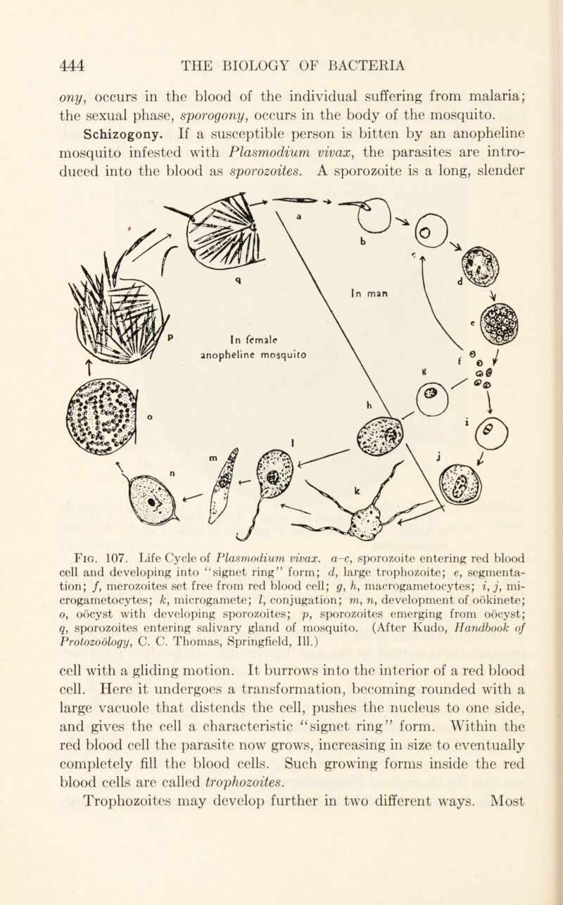 ony, occurs in the blood of the individual suffering from malaria; the sexual phase, sporogony, occurs in the body of the mosquito. Schizogony. If a susceptible person is bitten by an anopheline mosquito infested with Plasmodium vivax, the parasites are intro¬ duced into the blood as sporozoites. A sporozoite is a long, slender Fig. 107. Life Cycle of Plasmodium vivax. a-c, sporozoite entering red blood cell and developing into “signet ring” form; d, large trophozoite; e, segmenta¬ tion; /, merozoites set free from red blood cell; g, h, macrogametocytes; i, j, mi- crogametocytes; k, microgamete; l, conjugation; m, n, development of ookinete; o, oocyst with developing sporozoites; p, sporozoites emerging from oocyst; q, sporozoites entering salivary gland of mosquito. (After Kudo, Handbook of Protozoology, C. C. Thomas, Springfield, Ill.) cell with a gliding motion. It burrows into the interior of a red blood cell. Here it undergoes a transformation, becoming rounded with a large vacuole that distends the cell, pushes the nucleus to one side, and gives the cell a characteristic “signet ring” form. Within the red blood cell the parasite now grows, increasing in size to eventually completely fill the blood cells. Such growing forms inside the red blood cells are called trophozoites. Trophozoites may develop further in two different ways. Most