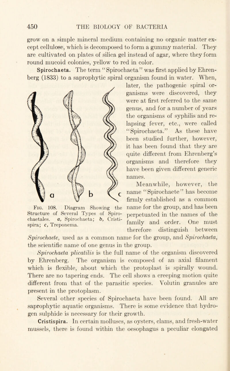 grow on a simple mineral medium containing no organic matter ex¬ cept cellulose, which is decomposed to form a gummy material. They are cultivated on plates of silica gel instead of agar, where they form round mucoid colonies, yellow to red in color. Spirochaeta. The term “ Spirochaeta ” was first applied by Ehren- berg (1833) to a saprophytic spiral organism found in water. When, later, the pathogenic spiral or¬ ganisms were discovered, they were at first referred to the same genus, and for a number of years the organisms of syphilis and re¬ lapsing fever, etc., were called “Spirochaeta.” As these have been studied further, however, it has been found that they are quite different from Ehrenberg’s organisms and therefore they have been given different generic names. Meanwhile, however, the ^ name “ Spirochaete ” has become , firmly established as a common Fig. 108. Diagram Showing the name for the group, and has been family and order. One must therefore distinguish between Spirochaete, used as a common name for the group, and Spirochaeta, the scientific name of one genus in the group. Spirochaeta plicatilis is the full name of the organism discovered by Ehrenberg. The organism is composed of an axial filament which is flexible, about which the protoplast is spirally wound. There are no tapering ends. The cell shows a creeping motion quite different from that of the parasitic species. Volutin granules are present in the protoplasm. Several other species of Spirochaeta have been found. All are saprophytic aquatic organisms. There is some evidence that hydro¬ gen sulphide is necessary for their growth. Cristispira. In certain molluscs, as oysters, clams, and fresh-water mussels, there is found within the oesophagus a peculiar elongated