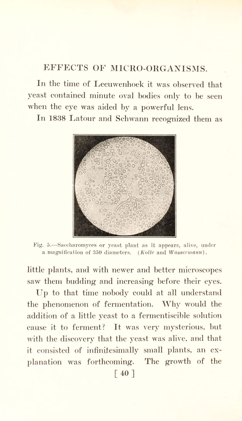 EFFECTS OF MICRO-ORGANISMS. In the time of Leeuwenhoek it was observed that yeast contained minute oval bodies only to be seen when the eye was aided by a powerful lens. In 1838 Latour and Schwann recognized them as Fig. 5.—Saeeharomyces or yeast plant as it appears, alive, under a magnification of 350 diameters. (Nolle and Wassermann). little plants, and with newer and better microscopes saw them budding and increasing before their eyes. Up to that time nobody could at all understand the phenomenon of fermentation. Why would the addition of a little yeast to a fermentiseible solution cause it to ferment? It was very mysterious, but with the discovery that the yeast was alive, and that it consisted of infinitesimally small plants, an ex- planation was forthcoming. The growth of the [40]