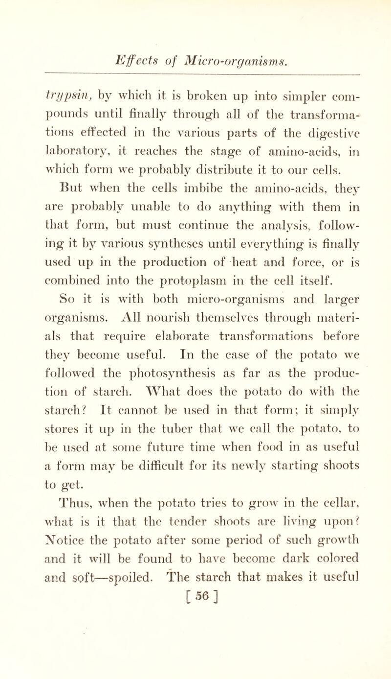 trypsin, by which it is broken up into simpler com- pounds until finally through all of the transforma- tions effected in the various parts of the digestive laboratory, it reaches the stage of amino-acids, in which form we probably distribute it to our cells. But when the cells imbibe the amino-acids, they are probably unable to do anything with them in that form, but must continue the analysis, follow- ing it by various syntheses until everything is finally used up in the production of heat and force, or is combined into the protoplasm in the cell itself. So it is wTith both micro-organisms and larger organisms. All nourish themselves through materi- als that require elaborate transformations before they become useful. In the case of the potato we followed the photosynthesis as far as the produc- tion of starch. What does the potato do with the starch? It cannot be used in that form; it simply stores it up in the tuber that we call the potato, to be used at some future time when food in as useful a form may be difficult for its newly starting shoots to get. Thus, when the potato tries to grow in the cellar, what is it that the tender shoots are living upon? Notice the potato after some period of such growth and it will be found to have become dark colored and soft—spoiled. The starch that makes it useful [56]
