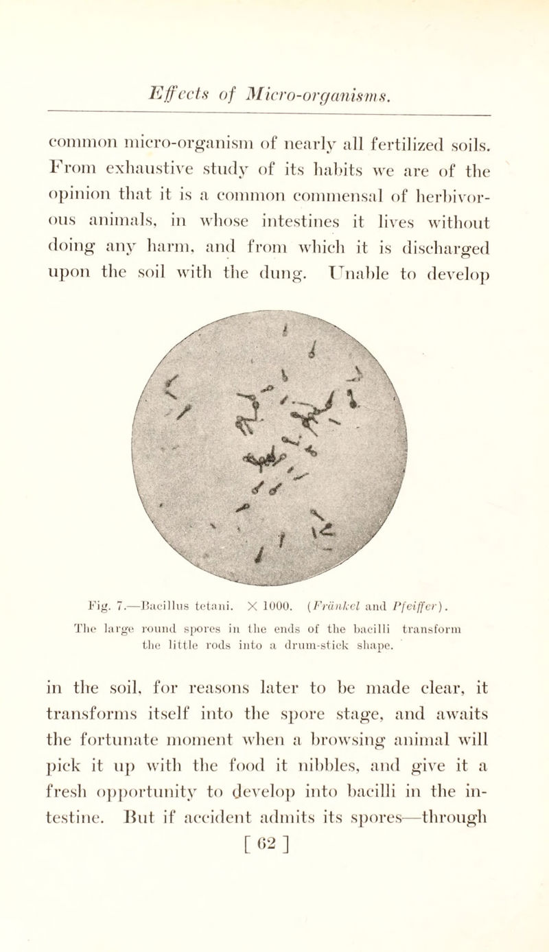 common micro-organism of nearly all fertilized soils. From exhaustive study of its habits we are of the opinion that it is a common commensal of herbivor- ous animals, in whose intestines it lives without doing any harm, and from which it is discharged upon the soil with the dung. Unable to develop Fig. 7.—Bacillus tetani. X 1000. (Frdnlcel and Pfeiffer). The large round spores in the ends of the bacilli transform the little rods into a drum-stick shape. in the soil, for reasons later to be made clear, it transforms itself into the spore stage, and awaits the fortunate moment when a browsing animal will pick it up with the food it nibbles, and give it a fresh opportunity to develop into bacilli in the in- testine. lint if accident admits its spores-—through