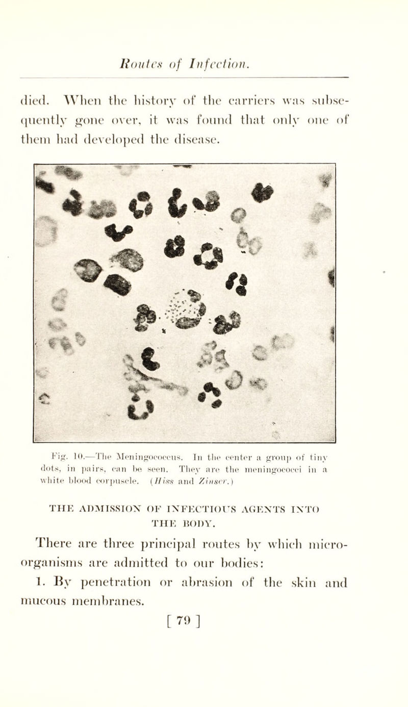 Routes of Infection. died. When the history of the carriers was subse- quently gone over, it was found that only one of them had developed the disease. Fig- 10.—The Meningococcus. In the center a group of tiny dots, in pairs, can be seen. They are the meningococci in a white blood corpuscle. (Hiss and Zinser.) THE ADMISSION OF INFECTIOUS AGENTS INTO THE BODY. There tire three principal routes hv which micro- organisms are admitted to our bodies: 1. By penetration or abrasion of the skin and mucous membranes.