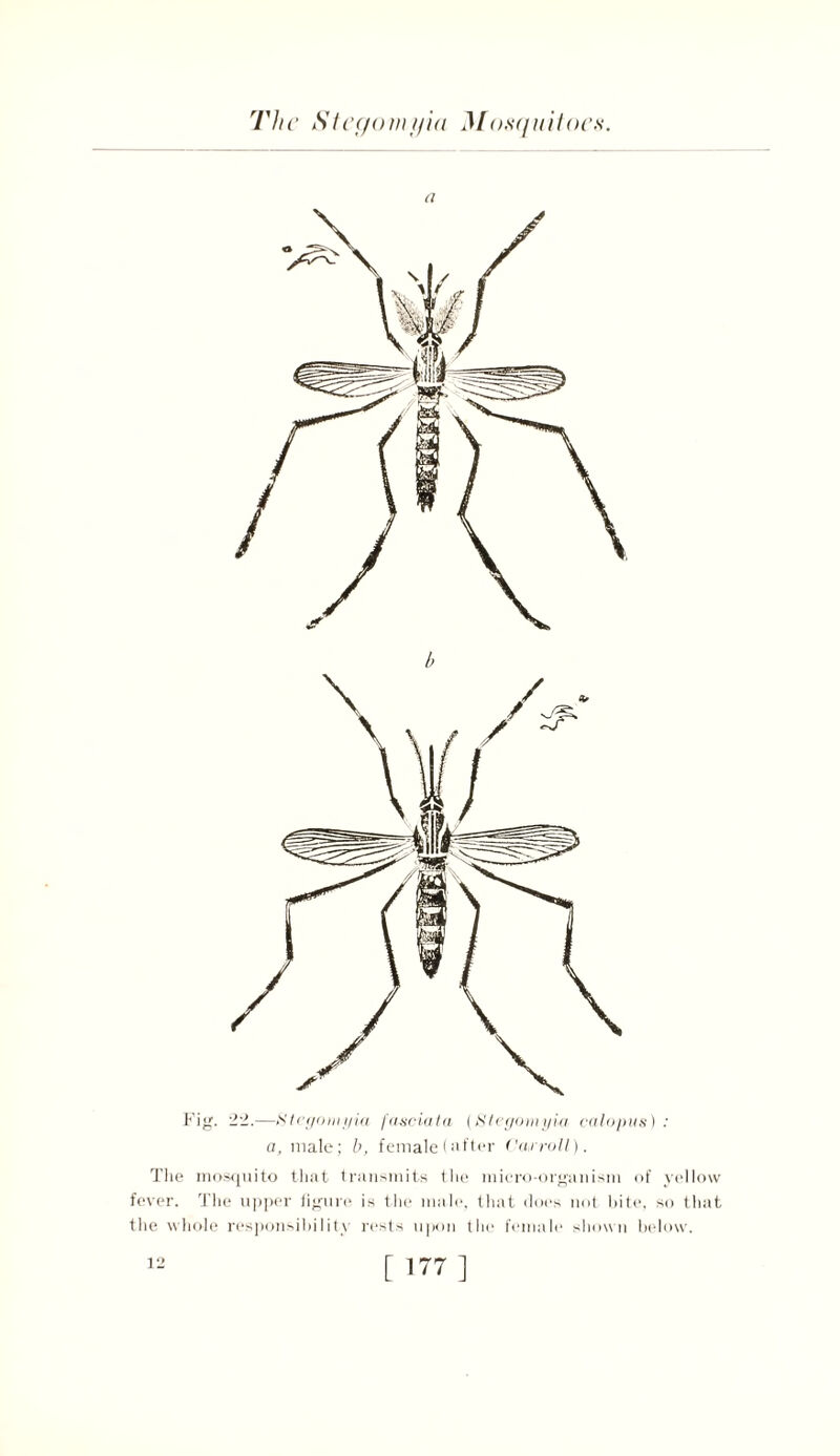 a Fig. 22.—S'tegomyia [asciata (Ster/omyia calopus) : a, male; b, female (after diwroll). The mosquito that transmits the micro-organism of yellow fever. The upper figure is the male, that does not bite, so that the who-le responsibility rests upon the female shown below.