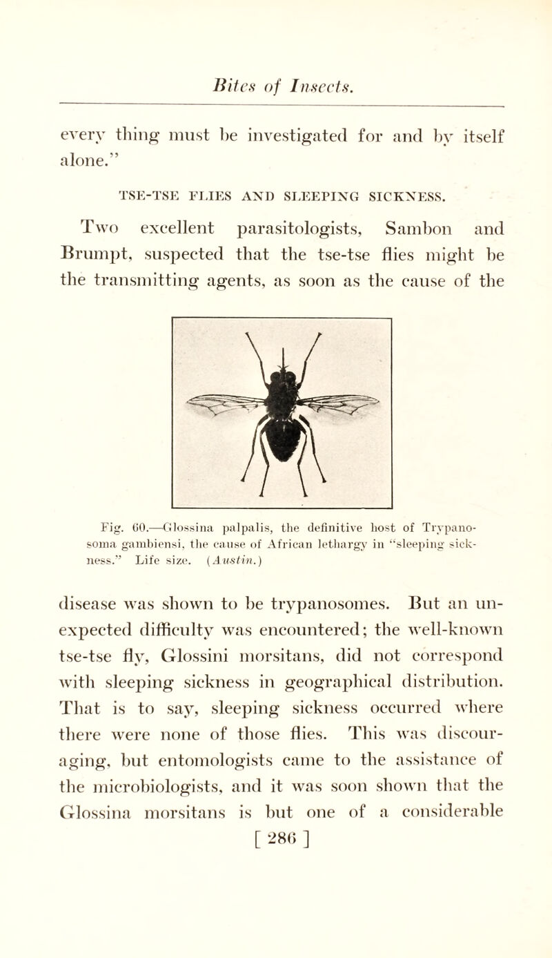 every tiling must be investigated for and by itself alone.” TSE-TSE FLIES AND SLEEPING SICKNESS. Two excellent parasitologists, Sambon and Brumpt, suspected that the tse-tse flies might be the transmitting agents, as soon as the cause of the Fig. GO.—Glossina palpalis, the definitive host of Trypano- soma gambiensi, the cause of African lethargy in “sleeping sick- ness.” Life size. (Austin.) disease was shown to be trypanosomes. But an un- expected difficulty was encountered; the well-known tse-tse fly, Glossini morsitans, did not correspond with sleeping sickness in geographical distribution. That is to say, sleeping sickness occurred where there were none of those flies. This was discour- aging, but entomologists came to the assistance of the microbiologists, and it was soon shown that the Glossina morsitans is but one of a considerable