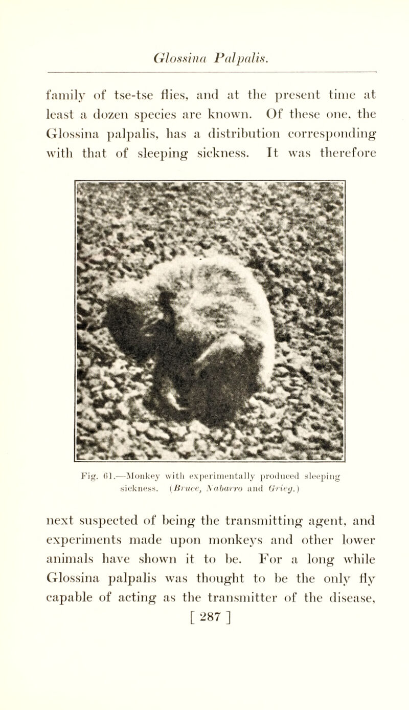 Glossina Pal palls family of tse-tse Hies, and at the present time at least a dozen species are known. Of these one, the Glossina palpalis, has a distribution corresponding with that of sleeping sickness. It was therefore Fig. 01.—-Monkey with experimentally produced sleeping sickness. (Bruce, Snburro and Grieg.) next suspeeted of being the transmitting agent, and experiments made upon monkeys and other lower animals have shown it to he. For a long while Glossina palpalis was thought to he the only tiy capable of acting as the transmitter of the disease,