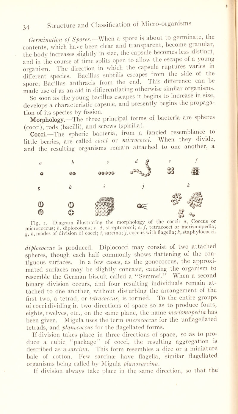 t 34 Structure and Classification of Micro-organisms Germination of Spores.—When a spore is about lo germinate, the contents, which have been clear and transparent, become granular, the body increases slightly in size, the capsule becomes less distinct, and in the course of time splits open to allow the escape of a young organism. The direction in which the capsule ruptures varies in different species. Bacillus subtilis escapes from the side of the spore; Bacillus anthracis from the end. This difference can be made use of as an aid in differentiating otherwise similar organisms. So soon as the young bacillus escapes it begins to increase in size, develops a characteristic capsule, and presently begins the propaga- tion of its species bv fission. Morphology.—The three principal forms of bacteria are spheres (cocci), rods (bacilli), and screws (spirilla). Cocci.—The spheric bacteria, from a fancied resemblance to little berries, are called cocci or micrococci. When they divide, and the resulting organisms remain attached to one another, a a b c d 1 C J Q S3 g k i j k CD 0 © o% J0k & %% Fig. 2.—Diagram illustrating the morphology of the cocci: a, Coccus or micrococcus; b, diplococcus; c, d, streptococci; e, /, tetracocci or merismopedia; g, h, modes of division of cocci; i, sarcina; j, coccus with flagella; k, staphylococci. diplococcus is produced. Diplococci may consist of two attached spheres, though each half commonly shows flattening of the con- tiguous surfaces. In a few cases, as the gonococcus, the approxi- mated surfaces may be slightly concave, causing the organism to resemble the German biscuit called a “Semmel.” When a second binary division occurs, and four resulting individuals remain at- tached to one another, without disturbing the arrangement of the first two, a tetrad, or tetracoccus, is formed. To the entire groups of cocci dividing in two directions of space so as to produce fours, eights, twelves, etc., on the same plane, the name merismopedia has been given. Migula uses the term micrococcus for the unflagellated tetrads, and planococcus for the flagellated forms. If division takes place in three directions of space, so as to pro- duce a cubic “package” of cocci, the resulting aggregation is described as a sarcina. This form resembles a dice or a miniature bale of cotton. Few sarcina.' have flagella, similar flagellated organisms being called by Migula planosarcina. If division always take place in the same direction, so that the