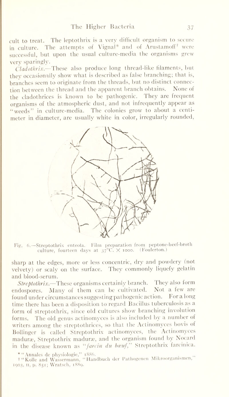 cult to treat. The leptothrix is a very difficult organism to secure in culture. The attempts of Yignal* and of Arustamoff1 were successful, but upon the usual culture-media the organisms grew very sparingly. Cladothrix.—These also produce long thread-like filaments, hut they occasionally show what is described as false branching; that is, branches seem to originate from the threads, but no distinct connec- tion between the thread and the apparent branch obtains. None of the cladothrices is known to be pathogenic. They are frequent organisms of the atmospheric dust, and not infrequently appear as “weeds” in culture-media. The colonies grow to about a centi- meter in diameter, are usually white in color, irregularly rounded, Fig. 6.—Streptothrix enteola. Film preparation from peptone-beef-broth culture, fourteen days at 37°C. X 1000. (I'oulerton.) sharp at the edges, more or less concentric, dry and powdery (not velvety) or scaly on the surface. They commonly liquefy gelatin and blood-serum. Streptothrix.—These organisms certainly branch. They also form endospores. Many of them can be cultivated. Not a few are found under circumstances suggesting pathogenic action. 1* or a long time there has been a disposition to regard Bacillus tuberculosis as a form of streptothrix, since old cultures show branching involution forms. The old genus actinomyces is also included by a number of writers among the streptothrices, so that the Actinomyces bovis of Bollinger is called Streptothrix actinomyces, the Actinomyces maduray Streptothrix maduray and the organism found by Nocard in the disease known as “farcin du baeuf, Streptothrix farcinica. *“Annales de physiologic,” 1886. t “ Kolle and Wassermann, “ Handbuch der Puthogenen Mikroorganismen, iqos, 11, p. 851; Wratsch, i88q.