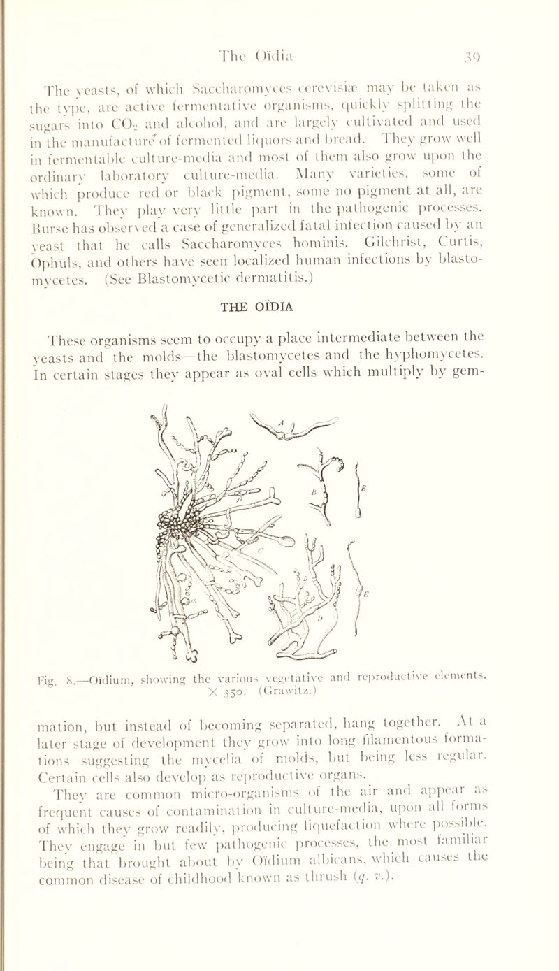 The Oi'diii 'I’lic yeasts, of which Saccharomyccs cerevisiae may be taken as the type, arc active fermentative organisms, quickly splitting the sugars into CO2 and alcohol, and are largely cultivated and used in the manufacture of fermented liquors and bread. I hey grow well in fermentable culture-media and most of them also grow upon the ordinary laboratory culture-media. Man)- varieties, some ot which produce red or black pigment, some no pigment at all, are known. They play very little part in the pathogenic processes. Burse has observed a case of generalized fatal infection caused by an veast that he calls Saccharomyccs hominis. Gilchrist, C urtis, Ophuls, and others have seen localized human infections by blasto- mveetes. (See Blastomycetic dermatitis.) THE OIDIA These organisms seem to occupy a place intermediate between the veasts and the molds—the blastomycetes and the hyphomycetes. In certain stages they appear as oval cells which multiply by gem- Fig. 8— Oidium, showing the various vegetative and reproductive elements. X 350. (Grawitz.) mation, but instead of becoming separated, hang together. At a later stage of development they grow into long filamentous immu- tions suggesting the mycelia of molds, but being less regulai. Certain cells also develop as reproductive organs. They are common micro-organisms of the air and appeal as frequent causes of contamination in culture-media, upon all hums of which they grow readily, producing liquefaction where possible. They engage in but few pathogenic processes, the most iamiliar being that brought about by Oidium albicans, which causes the common disease of childhood known as thrush (q. v.).