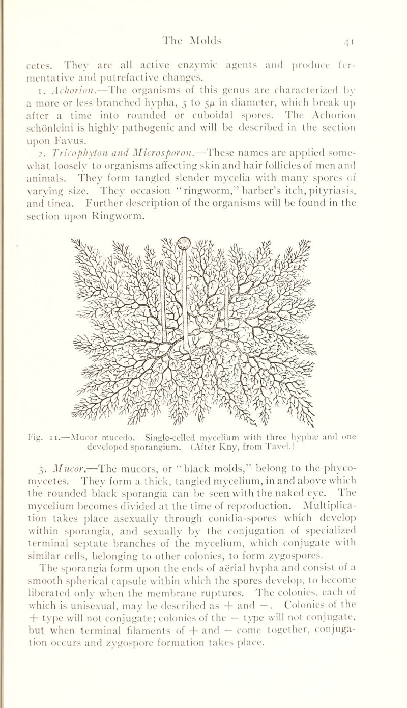 cetes. They are all active enzymic agents and produce fer- mentative and putrefactive changes. 1. Achorion. The organisms of this genus are characterized bv a more or less branched hypha, 3 to 5^ in diameter, which break up after a time into rounded or cuboidal spores. The Achorion schonleini is highly pathogenic and will be described in the section upon Favus. 2. Tricophyton and Microsporon.—These names are applied some- what looselv to organisms affecting skin and hair follicles of men and animals. They form tangled slender mycelia with many spores of varving size. They occasion “ringworm,” barber’s itch,pityriasis, and tinea. Further description of the organisms will be found in the section upon Ringworm. Fig. 11.—Mucor mucedo. Single-celled mycelium with three hypha; and one developed sporangium. (After Kny, from Tavel.) 3. Mucor.—The mucors, or “black molds,” belong to the phyco- mycetes. They form a thick, tangled mycelium, in and above which the rounded black sporangia can be seen with the naked eye. The mycelium becomes divided at the time of reproduction. Multiplica- tion takes place asexually through conidia-spores which develop within sporangia, and sexually by the conjugation of specialized terminal septate branches of the mycelium, which conjugate with similar cells, belonging to other colonies, to form zygospores. The sporangia form upon the ends of aerial hypha and consist of a smooth spherical capsule within which the spores develop, to become liberated only when the membrane ruptures. The colonies, each of which is unisexual, may be described as + and —. Colonies of the + type will not conjugate; colonies of the — t\pe will not conjugate, but when terminal filaments of + and — come together, conjuga- tion occurs and zygospore formation takes place.