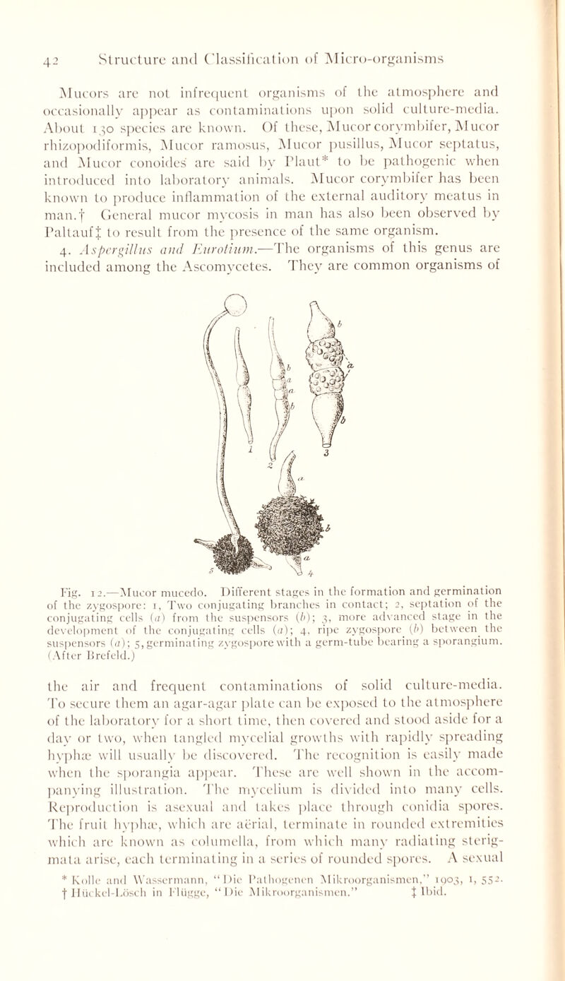 Mucors are not infrequent organisms of the atmosphere and occasionally appear as contaminations upon solid culture-media. About i^o species are known. Of these, Mucor corymbifer, Mucor rhizopodiformis, Mucor ramosus, Mucor pusillus, Mucor septatus, and Mucor conoides are said by Plant* to be pathogenic when introduced into laboratory animals. Mucor corymbifer has been known to produce inflammation of the external auditory meatus in man.f General mucor mycosis in man has also been observed by Paltauf J to result from the presence of the same organism. 4. Aspergillus ami Eurotium.—The organisms of this genus are included among the Ascomycetes. They are common organisms of Fig. 12.—Mucor mucedo. Different stages in the formation and germination of the zygospore: 1, Two conjugating branches in contact; 2, septation of the conjugating cells (a) from the suspensors (6); 3, more advanced stage in the development of the conjugating cells (a); 4, ripe zygospore. (b) between, the suspensors fa); 5, germinating zygospore with a germ-tube bearing a sporangium. (After Brefeld.) the air and frequent contaminations of solid culture-media. To secure them an agar-agar plate can be exposed to the atmosphere of the laboratory for a short time, then covered and stood aside for a dav or two, when tangled mycelial growths with rapidly spreading hyphte will usually be discovered. The recognition is easily made when the sporangia appear. These are well shown in the accom- panying illustration. The mycelium is divided into many cells. Reproduction is asexual and takes place through conidia spores. The fruit hyph;e, which are aerial, terminate in rounded extremities which are known as columella, from which many radiating sterig- mata arise, each terminating in a series of rounded spores. A sexual * Kolle and Wasscrmann, “Die Pathogenen Mikroorganismen,’’ 1903, 1, 552. f Hiickel-Losch in Flugge, “Die Mikroorganismen.” f Ibid.