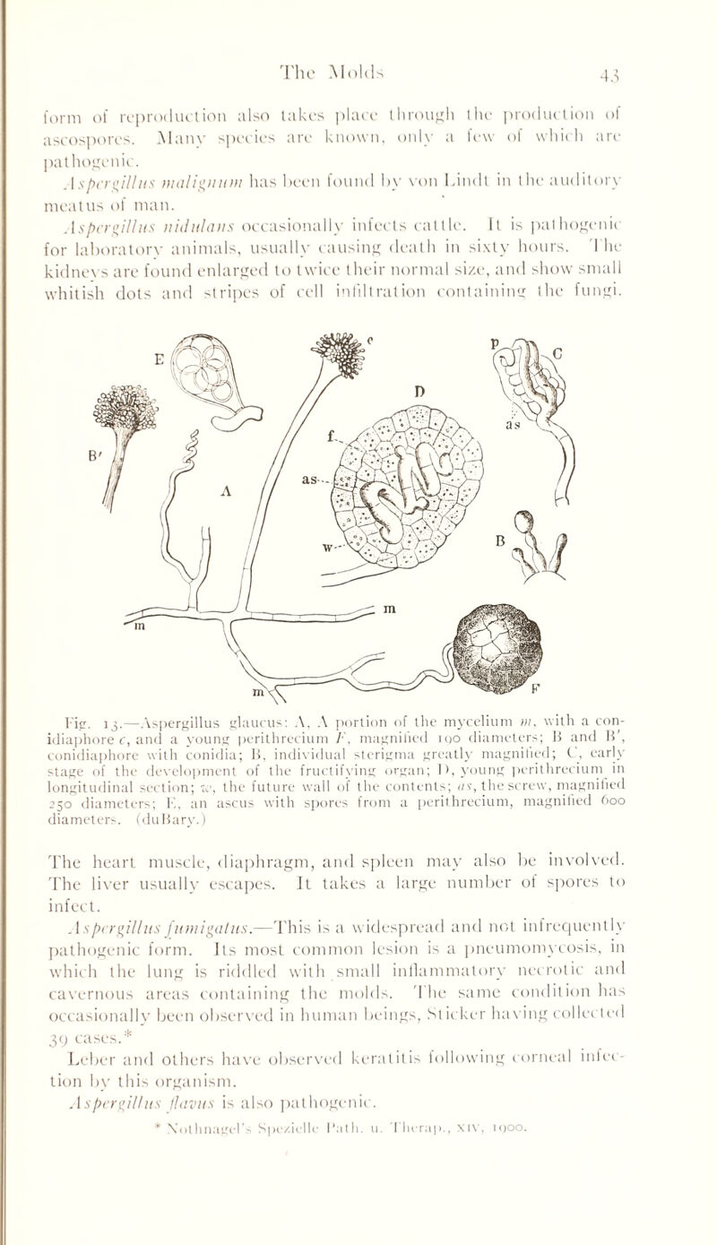 The Mohb form of reproduction also takes place through the production of ascospores. Manv species are known, only a few ol which are pathogenic. Aspergillus maliguuni has been found by von Lindt in the- auditory meatus of man. Aspergillus niihilans occasionally infects cattle. It is pathogenic for laboratory animals, usually causing death in sixty hours. I he kidneys are found enlarged to twice their normal size, and show small whitish dots and stripes of cell infiltration containing the fungi. Fig. 13.—Aspergillus glaucus: A, A portion of the mycelium m, with a con- idiaphore c, and a young perithrecium /•’, magnified iqo diameters; B and B’, conidiaphore with conidia; B, individual sterigma greatly magnitied; C, early stage of the development of the fructifying organ; 1), young perithrecium in longitudinal section; w, the future wall of the contents; as, the screw, magnitied 250 diameters; K, an ascus with spores from a perithrecium, magnified 600 diameters. (duBary.) The heart muscle, diaphragm, and spleen may also be involved. The liver usually escapes. It takes a large number of spores to infect. Aspergillus fumigalus.—This is a widespread and not infrequently pathogenic form. Its most common lesion is a pneumomycosis, in which the lung is riddled with small inflammatory necrotic and cavernous areas containing the molds. The same condition has occasionally been observed in human beings, Sticker having collected 39 cases.* Leber and others have observed keratitis following corneal inlet'- tion by this organism. Aspergillus /lavus is also pathogenic. * Xolhnagel’s Spe/.iclle Path. u. Therap., xiv, 1900.