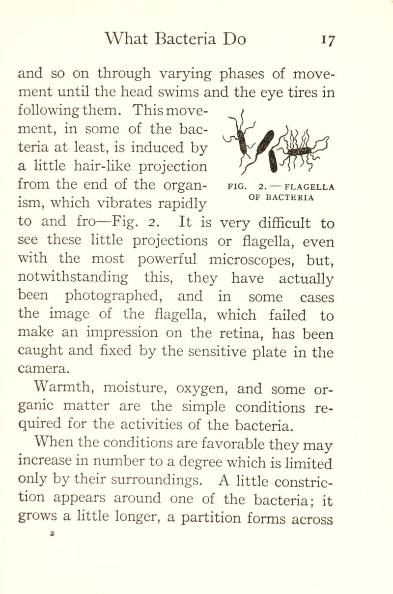 and so on through varying phases of move- ment until the head swims and the eye tires in following them. This move- ment, in some of the bac- teria at least, is induced by a little hair-like projection from the end of the organ- fig. 2. —flagella ism, which vibrates rapidly OF BACTERIA to and fro—Fig. 2. It is very difficult to see these little projections or flagella, even with the most powerful microscopes, but, notwithstanding this, they have actually been photographed, and in some cases the image of the flagella, which failed to make an impression on the retina, has been caught and fixed by the sensitive plate in the camera. Warmth, moisture, oxygen, and some or- ganic matter are the simple conditions re- quired for the activities of the bacteria. When the conditions are favorable they may increase in number to a degree which is limited only by their surroundings. A little constric- tion appears around one of the bacteria; it grows a little longer, a partition forms across