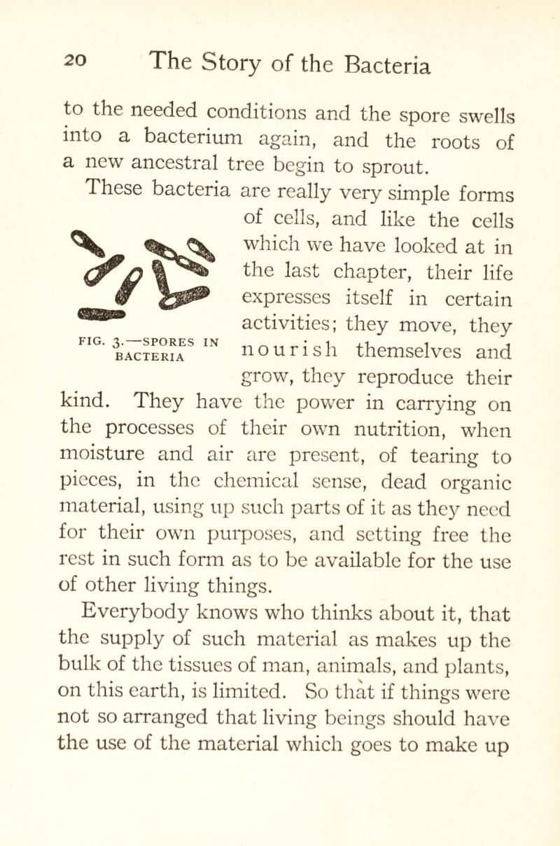 FIG. 3.—SPORES IN BACTERIA to the needed conditions and the spore swells into a bacterium again, and the roots of a new ancestral tree begin to sprout. These bacteria are really very simple forms of cells, and like the cells which we have looked at in the last chapter, their life expresses itself in certain activities; they move, they nourish themselves and grow, they reproduce their kind. They have the power in carrying on the processes of their own nutrition, when moisture and air are present, of tearing to pieces, in the chemical sense, dead organic material, using up such parts of it as they need for their own purposes, and setting free the rest in such form as to be available for the use of other living things. Everybody knows who thinks about it, that the supply of such material as makes up the bulk of the tissues of man, animals, and plants, on this earth, is limited. So that if things were not so arranged that living beings should have the use of the material which goes to make up