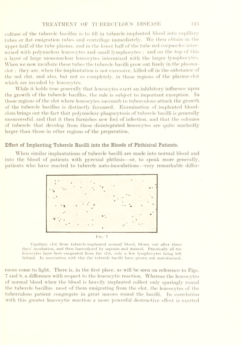 culture of the tubercle bacillus is to fill in tubercle-implanted blood into capillary tubes or flat emigration tubes and centrifuge immediately. Wo then obtain in the upper half of the t u 1 >e plasma. and in the lower half of the I ubc red corpuscles inter- mixed with polynuclear leucocytes and small lymphocytes ; and on the top of this a layer of large mononuclear leucocytes intermixed with the larger lymphocytes. When we now incubate these tubes the tubercle bacilli grow out freely in the plasma- clot ; they are. when the implantation is not excessive, killed off in the substance of the red clot, and also, but not so completely, in those regions of the plasma-clot which are invaded by leucocytes. While it holds true generally that leucocytes exert an inhibitory influence upon the growth of the tubercle bacillus, the rule is subject to important exception. In those regions of the clot where leucocytes succumb to tuberculous attack the growth of the tubercle bacillus is distinctly favoured. Examination of implanted blood- clots brings out the fact that polynuclear phagocytosis of tubercle bacilli is generally unsuccessful, and that it then furnishes new foci of infection, and that the colonies of tubercle that develop from these disintegrated leucocytes are quite markedly larger than those in other regions of the preparation. Effect of Implanting Tubercle Bacilli into the Bloods of Phthisical Patients. When similar implantations of tubercle bacilli are made into normal blood and into the blood of patients with pyrexial phthisis—or, to speak more generally, patients who have reacted to tubercle auto-inoculations—very remarkable differ- Capillary clot from tubercle-implanted normal blood, blown out after three days' incubation, and then haemolysed by saponin and stained. Practically all the leucocytes have here emigrated from the clot, only a few lymphocytes being left behind. In association with this the tubercle bacilli have grown out unrestrained. ences come to light. There is, in the first place, as will be seen on reference to Figs. 7 and 8, a difference with respect to the leucocytic reaction. Whereas the leucocytes of normal blood when the blood is heavily implanted collect only sparingly round the tubercle bacillus, most of them emigrating from the clot, the leucocytes of the tuberculous patient congregate in great masses round the bacilli. In correlation with this greater leucocytic reaction a more powerful destructive effect is exerted
