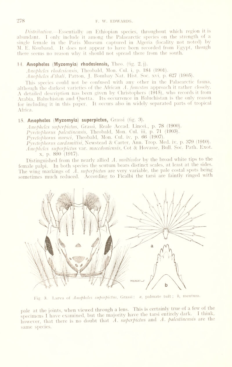 Distrihutioii. l''^S(‘iitiall\’ ;m lCthi(>])ian species, tlirou^lioiit wliii li regiim it is alnindanl. 1 ouK' inehuU' it ainoiiL; the I’alaearetie species on the strenf'tli of a sinpl(' feinah' in the- Paris Mnseuni capl\ire<l in Ali^ei'ia (locality not noted) hy M. It. Ronhand. It doi's not appi'ar to ha\’e been n'corded from I'.yyvpt, thonyh there seems no ix'ason \vh\’ it >honld not si'read there Iroin tlie south. 14 Anopheles (Myzomyia) rhodesiensis, Iheo. (Ii;j;. 2,)). .1 noplh'lcs ihoticsii'iisis. dheobald, Mon. (hit. i, p. 184 (1901). Aiiop/ii'lcs li'l/iali. Patton, j. Poinbay Nat. Hist. Soc. .wi, je (S27 (1905). 4'his s]H‘cies could not hi* confused with an\' other in the Palaearctic fauna, althoneh the darkest xairiihic's of the .\frican A. finicshis approach it rather ( losely. .\ didailed des(a-iption lias been ydven by ( hristoi'hers (1915), who records it from Arabia, Pahichistan and (hietta. Its occairrence in Ikihichistan is the only reason for including it in this paiier. It occurs also in widely separated ])arts of tropical .\frica. 15 Anopheles dVIyzomyia) superpictus, (irassi (liyc 3). .1 iiop/nii’s siipci'piiius, (irassi, Reale .\ccad. Idiicei., p. /8 (1900). Pvi'ctpphoyiis paU’sliiu'iisis. dheobald, Mon. ( nl. hi, jc 71 (19(M). Pvniop/ionis iiiirsci, ddieobald, Mon. (hil. iv, ji. (a(a (1907). l\'rctopliorn<i cardainilisi, Newstcad (N Parter, Ann. Prop. Meil. iv, p. 379 (1910). A iiopliilcs siipcypH'his var. ninccdoiiioisis, ( ot A: llovasse, Bull. Soc. Path. Iixot. X, p. 890 (1917). Distinguished from the nearly allied .1. iiinllicoloy by the broad white tips t() the female palj'i. In both sjrecies the sentnm bears distinct scales, at least at the sides, l ire wing markings of ,1. supcypictiis are very xairiable, the pale costal spots being sometimes ninch redneed. According to hicalbi the taisi aie faintK linged with I'ig 3. Larva of Anopheles superpictus, (Irassi; u, palmate tult ; h, mentuin. iiale at the joints, when \'iewed through a lens, ddiis is certainly true of a few (>f the siK-ciniens 1 have examined, but the majority have the tarsi entirely dark. 1 think, however, that there is no doubt that .4. siipcypiclns and A. pdlcsliiictiais are the same species.