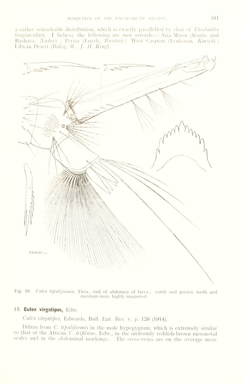 Mo^onios 111- III! I'Al Al AKi IK KI-.i.KiN. SW .1 rallu'i' icniai kalilo (listi ihiilimi. w liii li is rNaclh iiai allcllcd l)\' lliat of I Ih'olHildui hut'^itircolald. I hi'Hcx'i.' llio I'ollow in;; aro ikax ktokIs;—Asi.i Minur (Koiiia and Ikishara. Wuiiiv) ; I’crsia (I'ai/di. Hiix/oii)', West ('as|)ian (I ciikinan, Karsc/i)', l.il)\'.ui hi'scrl (llula^', Ik. /. II. Kiiijj;). I*ig. 16. Ciilex tipulijormis, Theo., end of abdomen of larva ; comb and pectcn teeth and mcntum more highly magnified. 15. Culex virgatipes, Edw. Cidex virgalipes, ltdwards. Bull. Jtnt. Res. v, p. 12(S (1914). Differs from C. tipiilifonjiis in the male hypc.'jiygium, which is extremeh' sintilar to that of the African C. trifilatus, Edw., in the uniformly reddish-brown mesoitotal scales and in the abdominal markings. 1 he cross-veins are on thi' average more