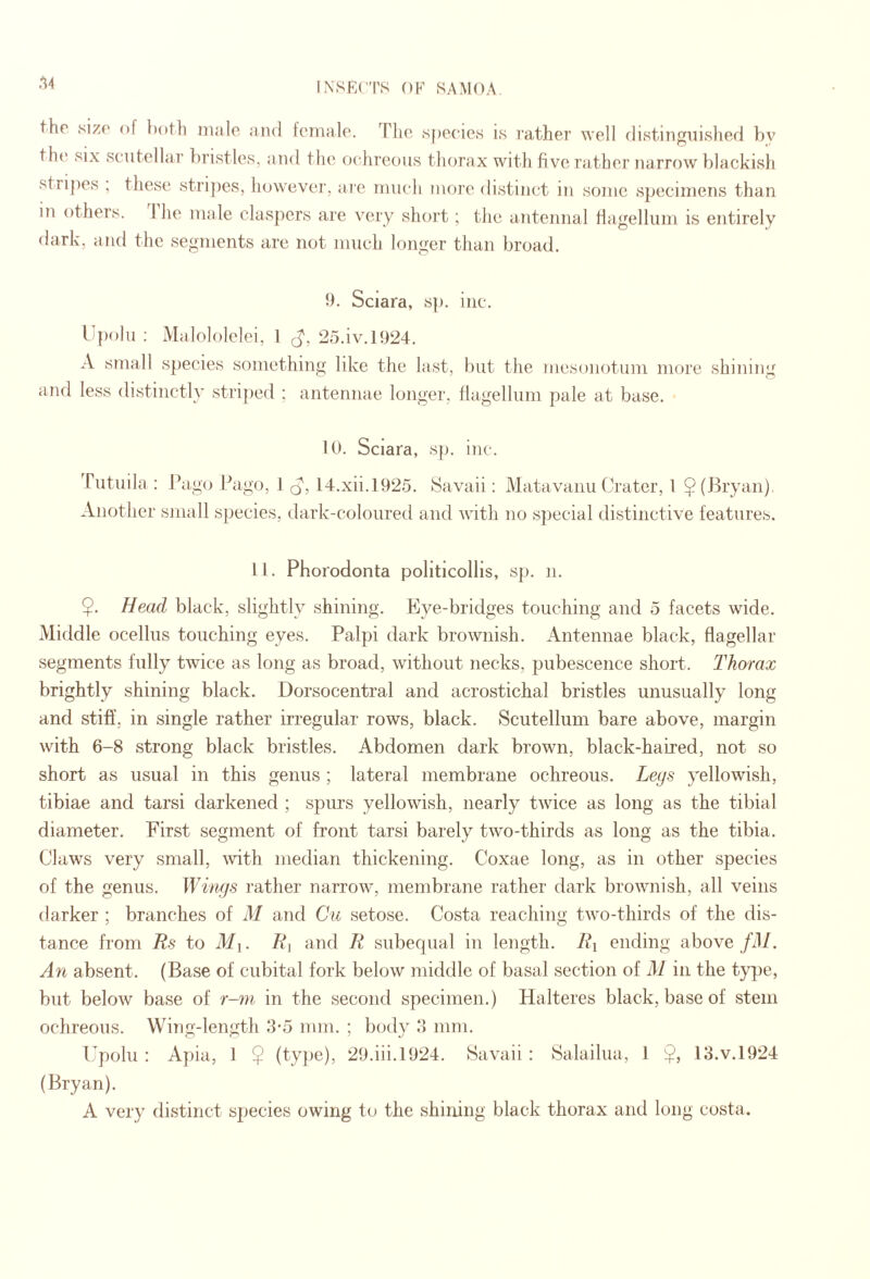 the size of both male and female. The species is leather well distinguished by the six scntellar liristles, and the oclireous thorax with five rather narrow blackisli stri])es , these stri])es, however, are much more distinct in some specimens than in others. ! he male claspcrs are very short; the antennal Hagelliim is entirely dark, and the segments are not much longer than broad. h. Sciara, sp. inc. Upolu ; Malololelei, I 25.iv.1924. A small s[)ecies something like the last, but the mesoiiotum more shining and less distinctly strij)ed ; antennae longer, thigellum pale at base. 10. Sciara, sp. inc. rntuila : Pago Pago, 1 14.xii.l925. Savaii: Matavanu Crater, 1 $ (Bryan). Another small species, dark-coloured and with no spiecial distinctive features. ll. Phorodonta pollticollis, sp. n. Head black, slightly shining. Eye-bridges touching and 5 facets wide. Middle ocellus touching eyes. Palpi dark brownish. Antennae black, flagellar segments fully twice as long as broad, without necks, pubescence short. Thorax brightly shining black. Dorsocentral and acrostichal bristles unusually long and stiff, in single rather irregular rows, black. Scutellum bare above, margin with 6-8 strong black bristles. Abdomen dark brown, black-haired, not so short as usual in this genus ; lateral membrane ochreous. Leys yellowish, tibiae and tarsi darkened ; spurs yellowish, nearly twice as long as the tibial diameter. First segment of front tarsi barely two-thirds as long as the tibia. Claws very small, with median thickening. Coxae long, as in other species of the genus. Winys rather narrow, membrane rather dark brownish, all veins darker ; branches of M and Cu setose. Costa reaching two-thirds of the dis¬ tance from Rs to Mi. Ri and R subequal in length. Ry ending above fM. An absent. (Base of cubital fork below middle of basal section of M in the tyjje, but below base of r-m in the second specimen.) Halteres black, base of stem ochreous. Wing-length 3-5 mm. ; body 3 mm. Fpolu : Apia, 1 $ (type), 29.iii.1924. Savaii : Salailua, 1 $, 13.V.1924 (Bryan). A very distinct species owing to the shining black thorax and long costa.
