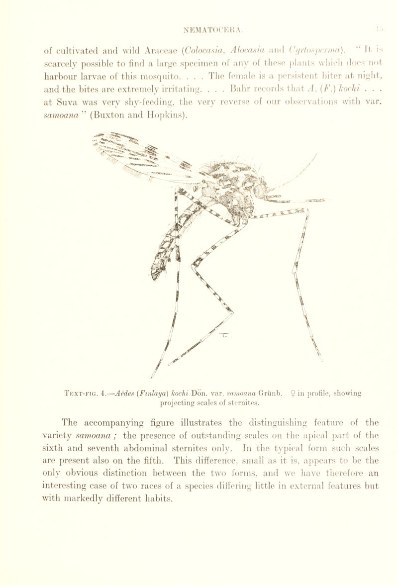 of ('ultivatod and wild AractNU' {CoJoatsm, Alocttsid and Ci/iiosix’rtidi).  H i'^ sfarcelv p()ssil)le to find a larii'o sjx'cimo?! ol any ol these plants wlneli does not harbour larvae of this inoscpiito. . . . The hnnah' is a p(‘rsist(Mtt biter at niylit, and the bites are extremely ii'ritatiny. . . . Ihdii'i'(‘eoi’ds 1 hat .1. (/'’.)/•or/,!/ . . . at Suva was verv shy-feedine, the very r('V('rse of our ol)S(‘rvations with var. sa)no(n}a ” (Buxton and iro])kins). Text-fig. -i.—AHes (Finlai/a) kochi Don. var. samoana Criiiib. $ in protilo, showing projecting scales of sternites. The accompanying figure illustrates the distinguishing feature of the variety samoana ; the presence of outstanding scales on the a})ical ])art of the sixth and seventh abdominal sternites oidy. In the typical form such scales are jaesent also on the fifth. This difference, small as it is, appears to be the only obvious distinction between the two forms, and we have tluu'efore an intere.sting case of two races of a species differing little in external features but vith markedly different habits.