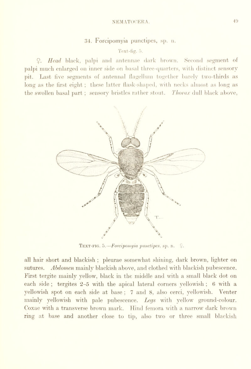 O t. Forcipornyia punctipes, sp. ti. Toxl-li}'. A, 9. Head l)la(‘k, palj'i and ant(Mina(‘ dalle hrown. Sc'cond sogniont of pal{)i nmcdi onlargod on inniM’ sidi’; on basal tlirnc.-ijiiarlcrs, with distinnt sensory ])it. Last live segments of antennal llagellinn togidlier barely two-thirds as Text-fio. 5.—ForcipoDiyia j)UHClipcs. s]i. 11. 5- all hair short and blackish ; pleurae somewhat shining, dark brown, lighter on sutures. Abdoynen mainly blackish above, and clothed with blackish pubescence. First tergite mainly yellow, black in the middle and with a small black dot on each side ; tergites 2-5 with the apical lateral corners yellowish ; 0 with a yellowish spot on each side at base ; 7 and 8, also cerci, yellowish. Venter mainly yellowish with pale pubescence. Legs with yellow ground-colour. Coxae vdth a transverse brown mark. Tdind femora with a narrow dark bi-own ring at base and another close to ti]), also two or three small blackish