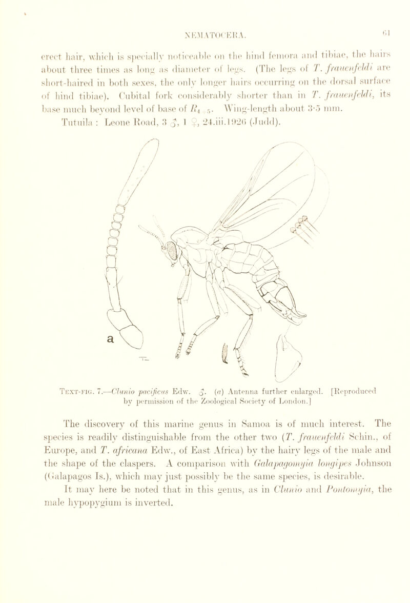 XK>I \T(H'K1;A. (M'cct hair, whicli is spi'cialh’ noti('(‘altl(' on the liiiid l(‘iiu»ia and Idiiai*, tin* liairs a))(.»ut three times as Ioiili as diameter ol Icizs. ('The h'^'s ol / . frdiictijchh ai'e short-haired m both sexes, the oiilv loiiecM’ liairs oceiirriiiij; on tin' doi’sal snriaee of hind tibiai'). (hibital f(»rh considerably sh(»rtcr than in T. jrducii/f’hh, its base niiK'li bevond level ol base ol //.( 5. \\ inc-hmyth about Ibo mm. 'rntnila : Leoiu' Itoad, If j, I 9, 24.iii. I(diidd). Text-fk;. I.-—Cluniu pacificus Edw. q. (a) Antenna further enlarged. [Iteprodnced by permission of tlm Zoological Soei<‘ty of London.] 'Fhe discovery of this marine genus in Samoa is of inucli interest. The species is readily distinguishable from the other two (7\ fraucdfcldl Schin., of Eiu-ope, and T. africana Edw., of East Africa) by the hairy legs of the male and the shape of the claspers. A comjiarison with (ialapcKjonniid loinjij/es .lohnson (Ealajjagos Is.), which may just possibly be the same sjiecies, is desirable. It may here be noted that in this genus, as in Cldiiio and Podtoiinjid, the male hypo})ygiuni is inverted.