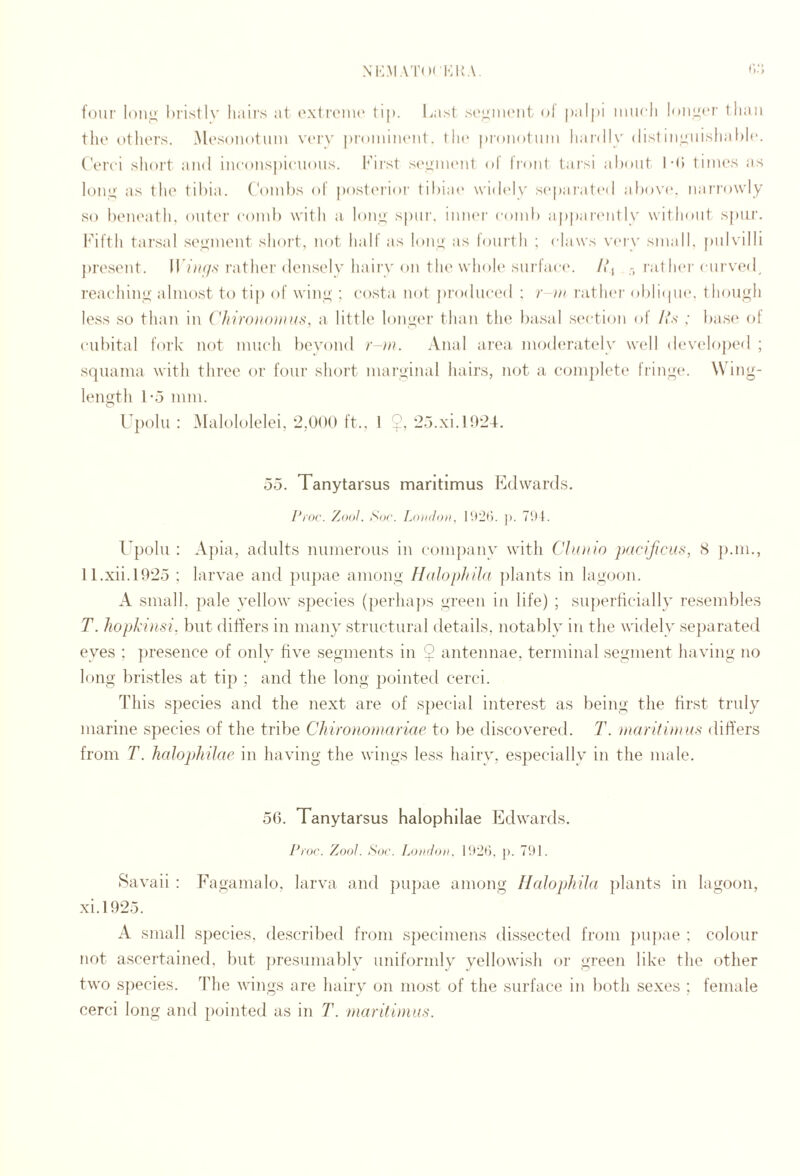NK.MA'l’oi KItA. foiii’ loiiii' l»ristlv hairs at oxtroinc tip. l^ast s(\Liiii('iit ol palpi iiiiicli Iddl’ci' than the otliors. Mcsonotimi iiroiiiiiKMit. the proiiotuiii liardix' (listinuiiislial)lc. Cerci short and inconspicuous, hdi’st s(‘uincnt of front tarsi ahoiit l-C) times as lonu' as the tibia. Combs of postmior tibia(' \vid(‘ly s(‘paratcd abov(‘. nar'rowly so beiu'ath, outer comb with a lony spin', imu'r coml) apparcmlly without spur. I'ifth tarsal seuinent shoi't, not half as lony as fourth ; claws very small, piilvilli ])resent. irfy/z/.v I'athei’densely hairy on the whoh'surfac(‘. /', - I'at her curved, reaching almost to tip of winy ; costa not pi'odiiced ; r-m ratln'r obli(pi(‘. thouyh less so than in i'hiro)i()}}}ii^, a little lonyei’ than the basal section of Us ; bas(‘ of cubital fork not much bevond r m. Anal ai’ea mo(h,‘rately w(‘ll d(‘velo])ed ; squama with thi'ee or four short maryinal hairs, not a coni])iet(* frinyrv Wing- lenyth 1-5 mm. U])oIu : Malololelei, 2,000 ft., 1 2.5,xi. 1024. 55. Tanytarsus mantimus E(iwards. Pj'or. Zool. Sor. LoihIoii, la^r). j). 71)1. I’polu : A])ia, adults numerous in comj)anv with Cbntio pacificus, 8 ]).m., 11 .xii.1025 ; larvae and pupae among Halophila plants in lagoon. A small, pale yellow species (perha})s green in life) ; superficially resembles T. hopki)isi. but differs in many structural details, notably in the widely separated eyes ; ])resence of only five segments in $ antennae, terminal segment having no long bristles at tip ; and the long pointed cerci. This species and the next are of special interest as being the first truly marine species of the tribe Chironomariae to be discovered. T. inarifimus differs from T. halopliilae in having the wings less hairy, especially in the male. 56. Tanytarsus halophilae Edwards. Proi'. ZodI. So(\ FjjikIoh. l'.)2r), ]). 701. Savaii : Fagamalo, larva and ])upae among Ilnlophihi plants in lagoon, xi.l 925. A small s])ecies, described from specimens dissected from ])U])ae : colour not ascertained, but presumably uniformly yellowish or green like the other two species. The wings are haiiy on most of the surface in both sexes ; female cerci long and [)ointed as in T. maritimus.