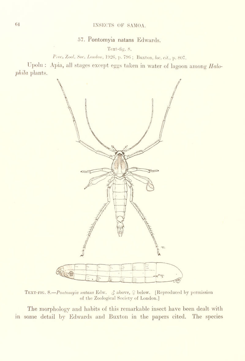 57. Pontomyia natans Edwards. To.xl-Ii<r. S. Z'/oc. 'Aoul. Soc. London, I'tL'H, ]>. Tlu; ; Bu.xtoii, loc. ril., ]>. 81)7. E))()hi ; A]jia, all stages except eggs taken in water of lagoon among Ilalo- phiJa })lants. Text-fig. 8.—Ponlomyia natans Edw. q above, $ Ijelow. [Reproduced by permission of the Zoological Society of London.] The niorpliology and liabits of this remarkable insect have been dealt with in some detail by J^ldwards and Buxton in the pajiers cited. The species