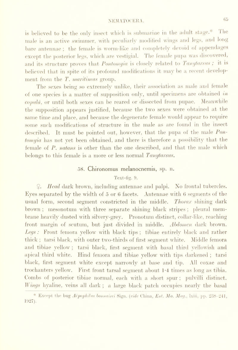 MvMAT(h'Ki;a. i',b 1!;; Ix'lieved to l)e tho onlv' insc'ct which is siiliiiiiiiiik^ in the adult stai2;('.^' I he inah' is an active swininuM’, with |)ecnliaily inodiru'd winys and leys, and Inny hart' antennae ; the leinalt' is wonn-lihe and coniiilcti'ly devoid ol a|)|K'nda,yes except till' jiostei'ior leys, which are vi'stiyial. 'I'hi' h'liiah' pupa was discovei'cd, and its structure ])i‘ovt's that roii/oinnKi is closi'ly ri'lati'd to 'I (nii/larsus ; it is lielieved that in sjiite of its jiroloimd inoditications it may be a reci'iit develo])- inent IVoin the 7\ )ii(irifiinNs yrouj). d'he sexes beiiiy so extremely iinlikt', their association as male and leniale of one sjiecies is a matter of supposition only, until sjiecimens are obtained lu copula, or until both sexes can be reared or dissected Irom jmjiae. Meanwhile the 8U])j)osition ajijiears jiistitied, because the two sexes were obtained at the same time and jilace, and because the deyenerate lemale would a])pear to ref[iiire Some such modifications of structure in the male as are toimd in the insect described. It must be pointed out, however, that the pujia ol the male Pou- toiaifia has not yet been obtained, and there is therefore a |)()ssibility that the female of P. )a(ta)ts is other than the one described, and that the male which belongs to this female is a more or less normal Taiiptursus. 58. Chironomus melanocnemis, sp. n. Text-liy. !). O Head dark brown, including antennae and jialjii. No frontal tubercles. Eyes separated by the width of 5 or 6 facets. Antennae with G segments of the usual form, second segment constricted in the middle. Thorax shining dark brown ; mesonotiim with three separate shining black stripes ; jileural mem¬ brane heavily dusted with silvery-grey, rronotum distinct, collar-like, reaching front margin of scutum, but just divided in middle. Abdomca dark brown. Lcf/s : Front femora yellow with black tips; tibiae entirely black and rather thick ; tarsi black, with outer two-thirds of first segment white. iMiddle femora and tibiae yellow ; tarsi black, first segment with basal third yellowish and a]>ical third white. Hind femora and tibiae yellow with tips darkened ; tarsi lilack, tii’st segment white exce])t narrowly at base and tip. All coxae ant! trochanters yellow. First front tarsal segment about 1-4 times as long as tibia. Combs of posterior tibiae normal, each with a short sjnir ; jiulvilli distinct. 11 iap.s hyaline, veins all dai'k ; a large black jiatch occujiies nearly the basal * Exccj)t flic bug A(jMijtltihis boiiiKihii Sign, {ride ('liina, EiiL Mo. Mot/., Ixiii, ji]). ’JoS-^tl, ]!l27).