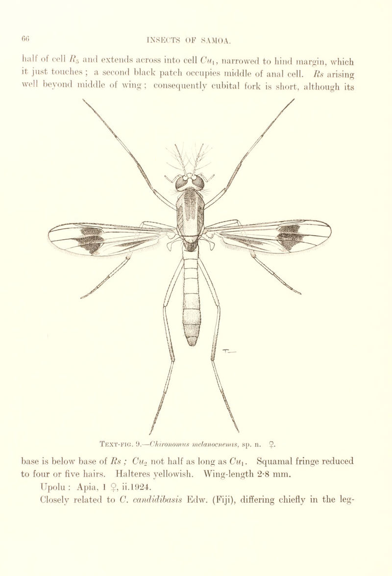r)(’) hall ()l cell I\- aiui o.xtciuls aci’oss into coll Cu], narrowed to hind margin, wliich it just toucdies ; a. second hlac'k patcdi occaipies middle of anal cell. Rs arising well beyond middle of wing; consecpiently ciil)ital fork is short, although its Text-iou. 1).—(Unronomuft mclanocnoins, .'<[). ii. 5- base is below base of Rs ; Cu.> not half as long as Cui. Squamal fringe reduced to four or five hairs. Halteres yellowish. Wing-lengtli 2*8 mm. IJpolu : Apia, 1 $, ii.l!)24. Closely related to C. candidiba.sis hklw. (Fiji), differing chiefly in the leg-